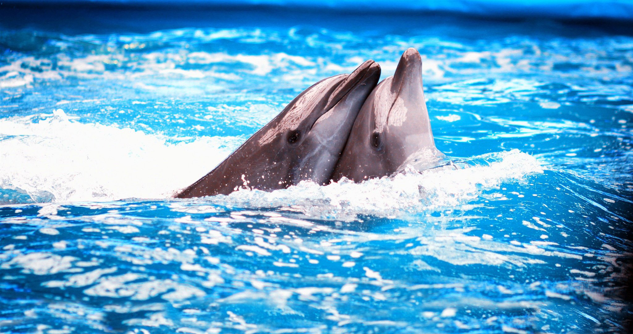 Пара дельфинов выступают в дельфинарии