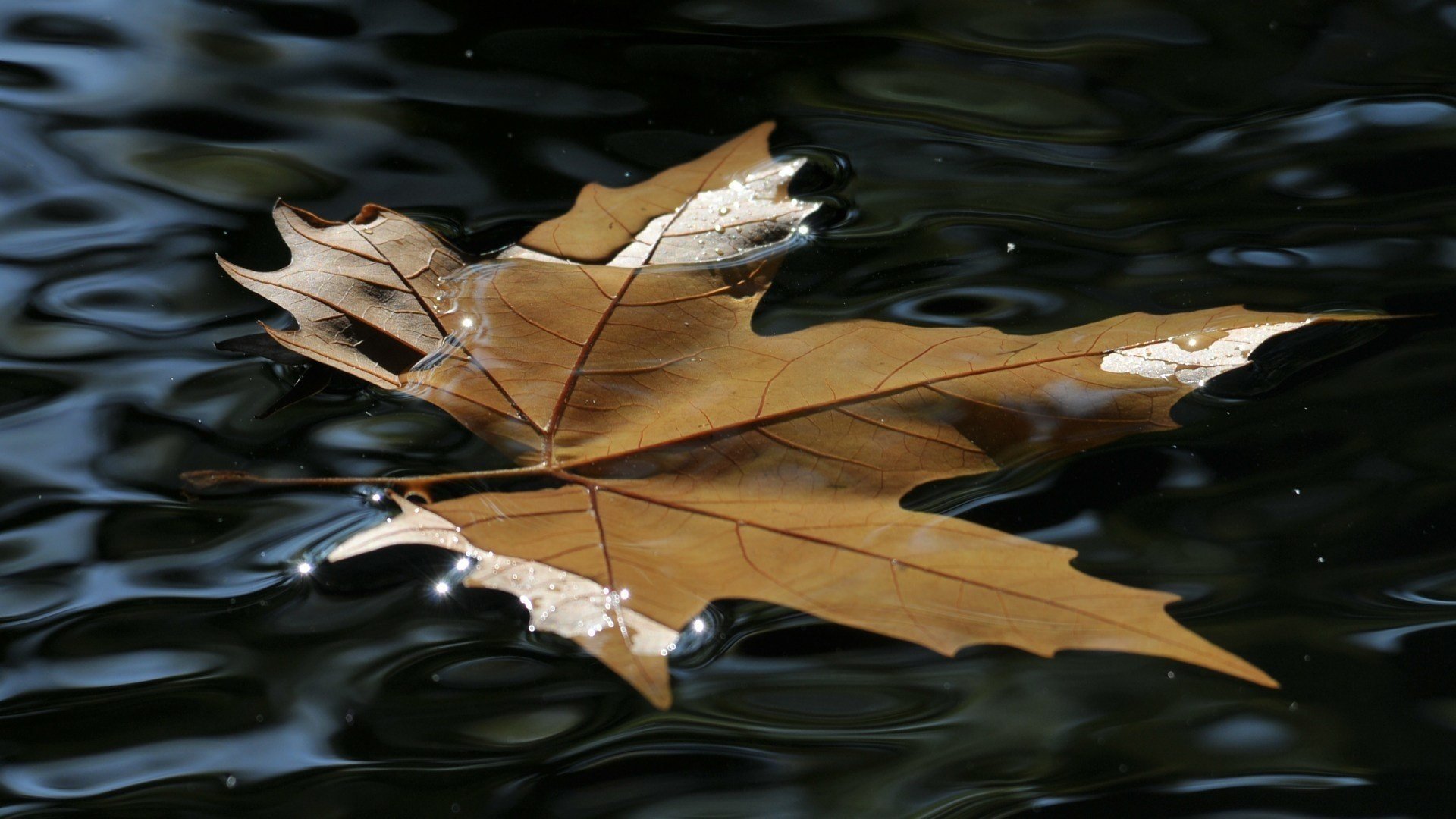 Осенний желтый лист на воде