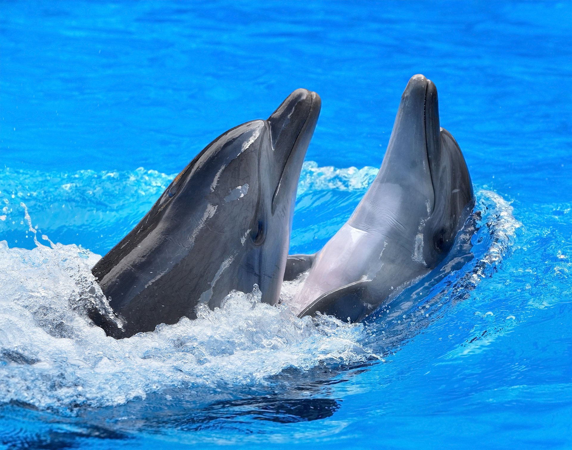 Дельфины играют в голубой воде