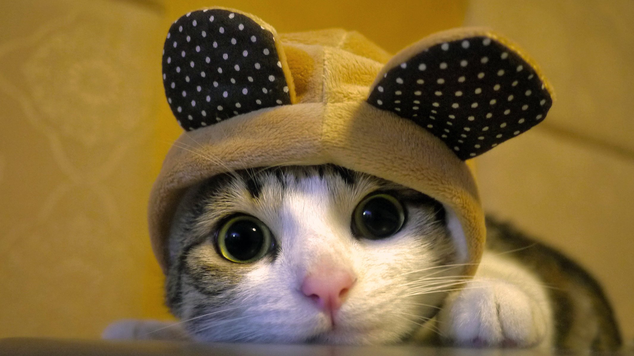 Милый котик в шапочке с ушами
