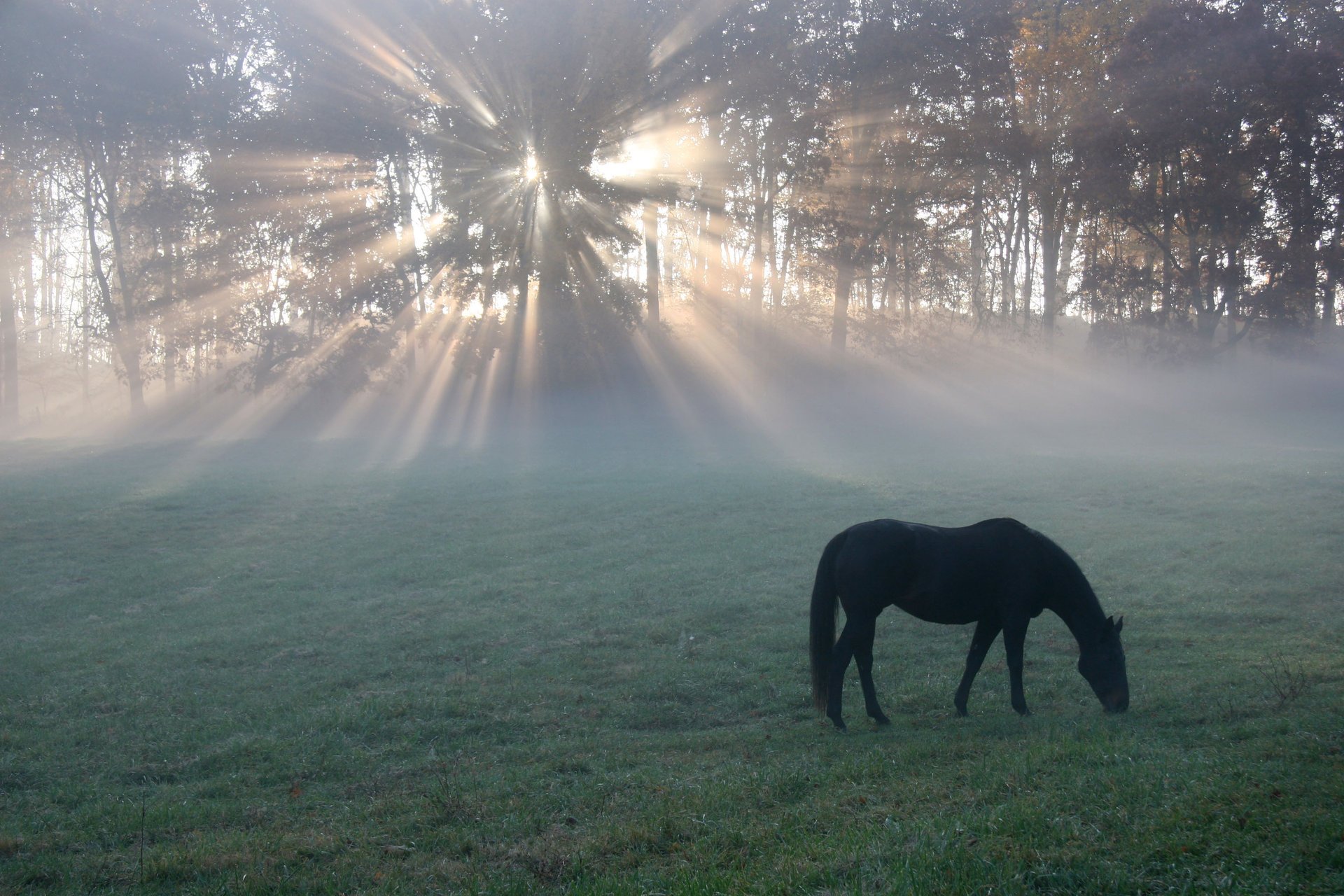 Чёрная лошадь в одиноком лесу