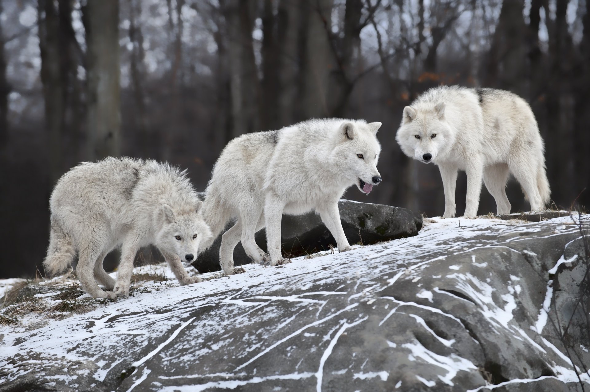 Зимняя природа, на снежном холме, волчья семья хищников
