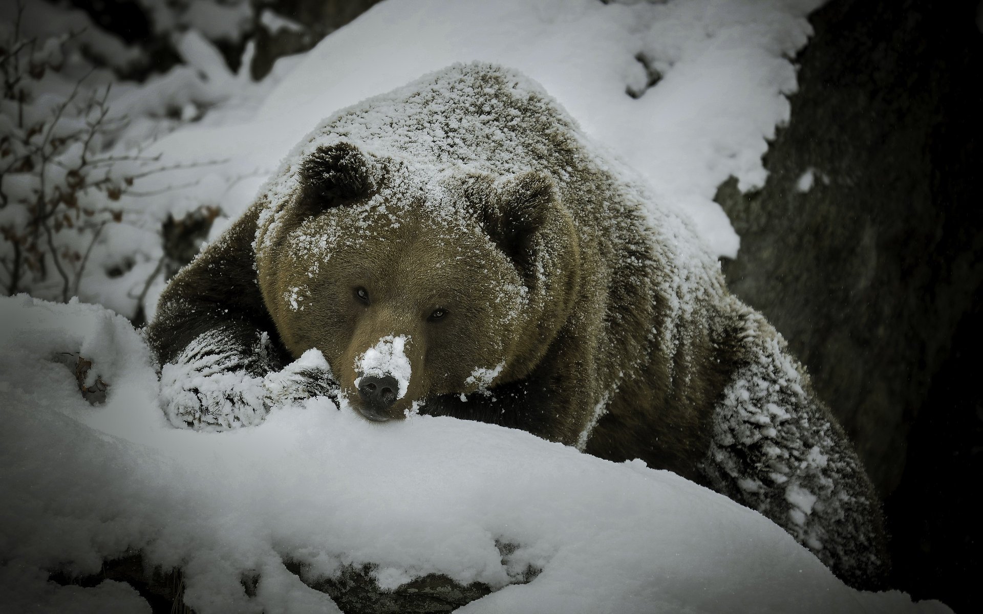 Медведь в сугробе. Медведь зимой. Бурый медведь зимой. Снежный медведь. Медведь зимой в лесу.