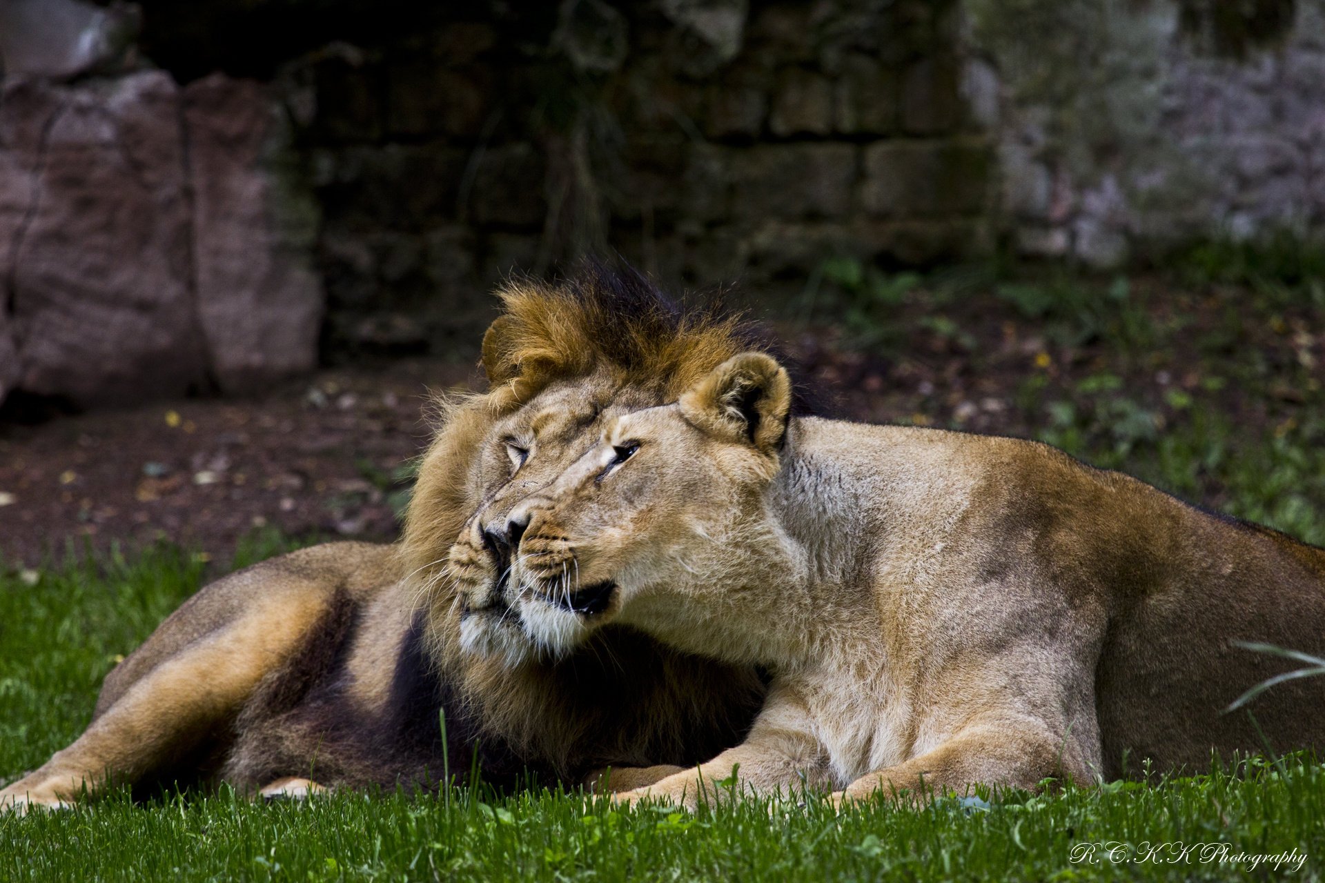 Пара льва и львицы на природе