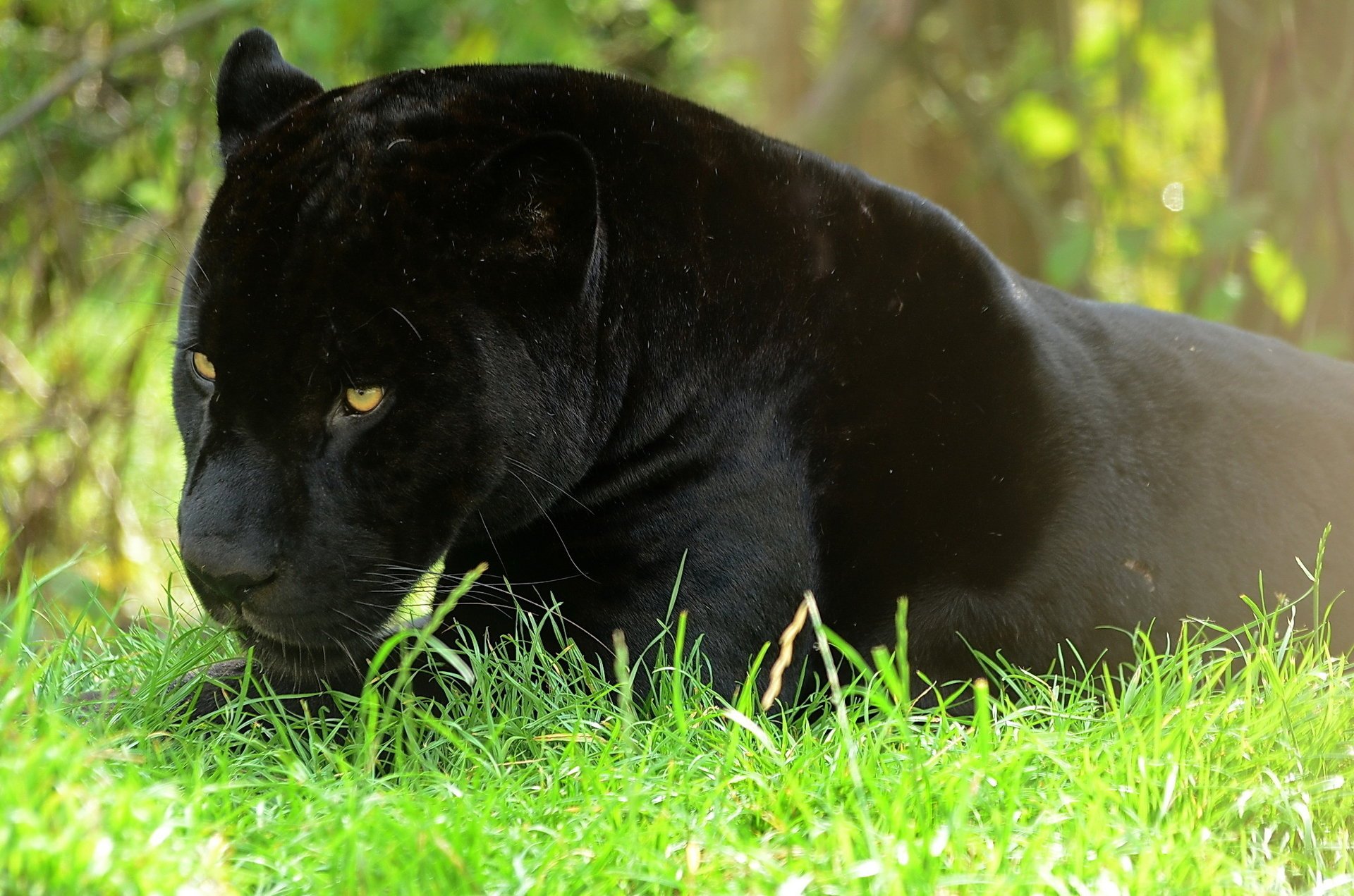 Черная пантера лежит в траве