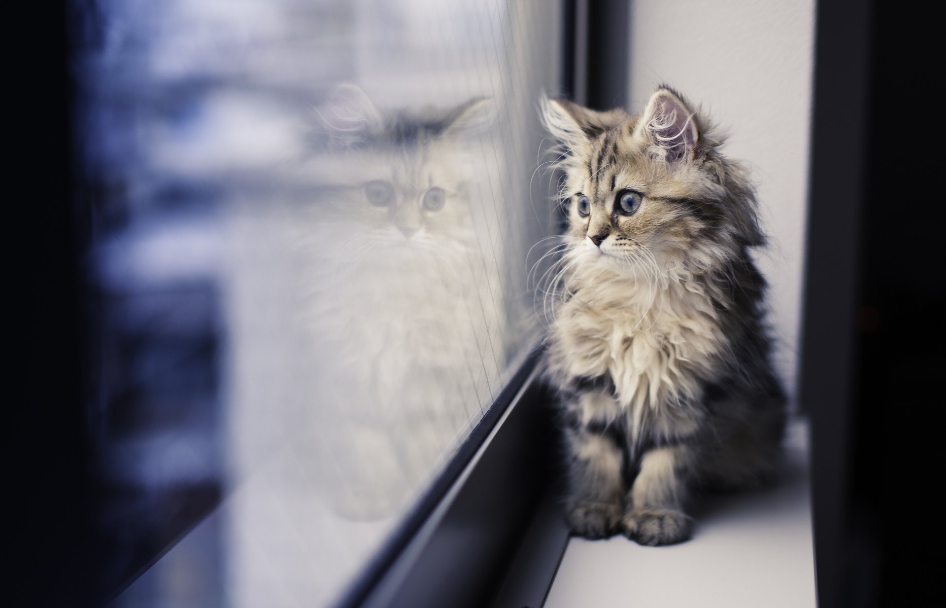 Маленький котенок смотрит в окно