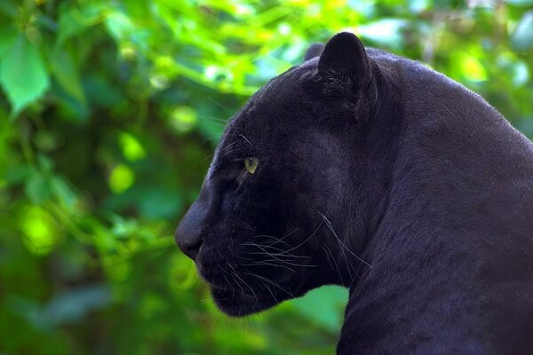 Красивые фото пантеры черной с зелеными глазами высокого качества
