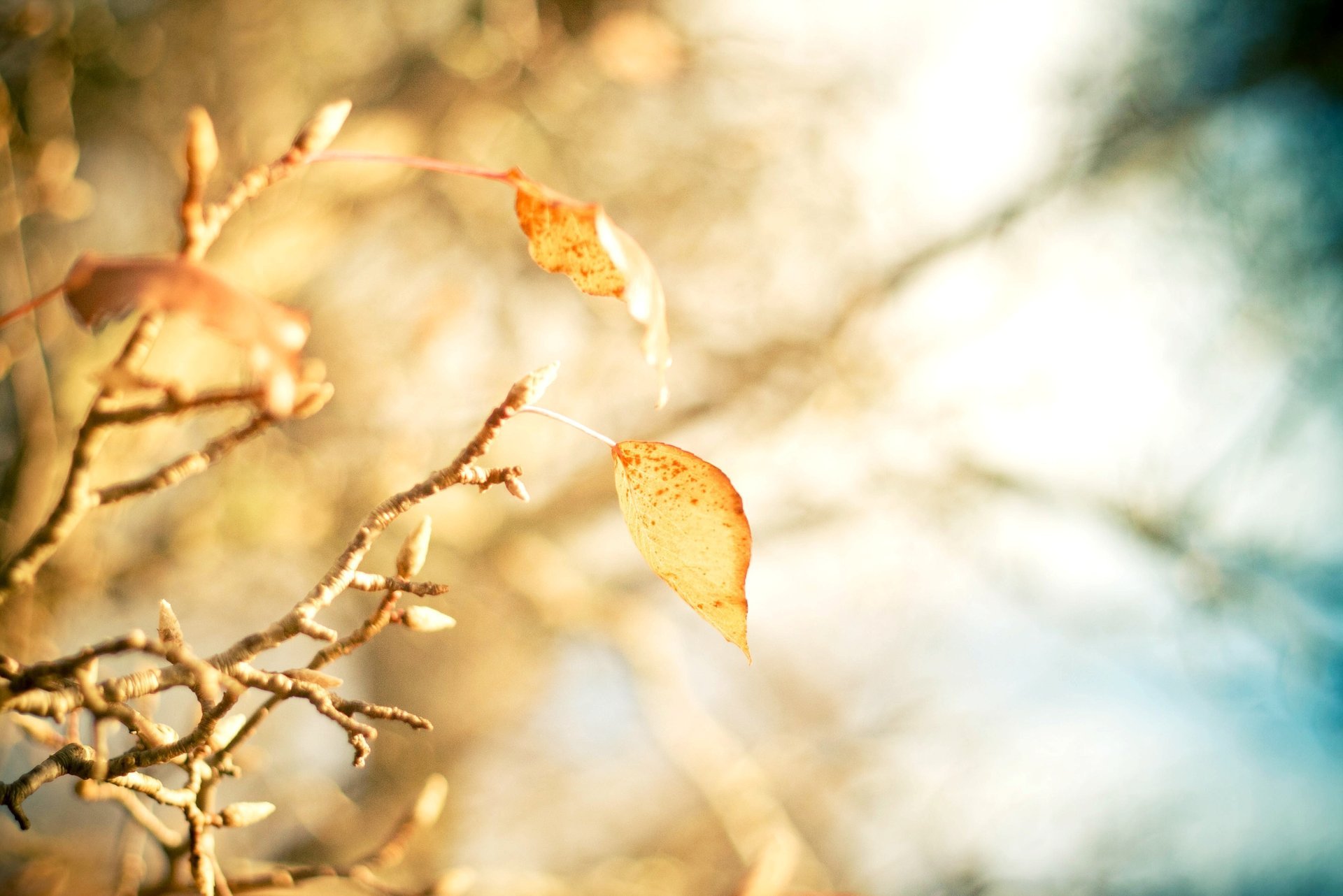 Осеннее солнце подогревает листву