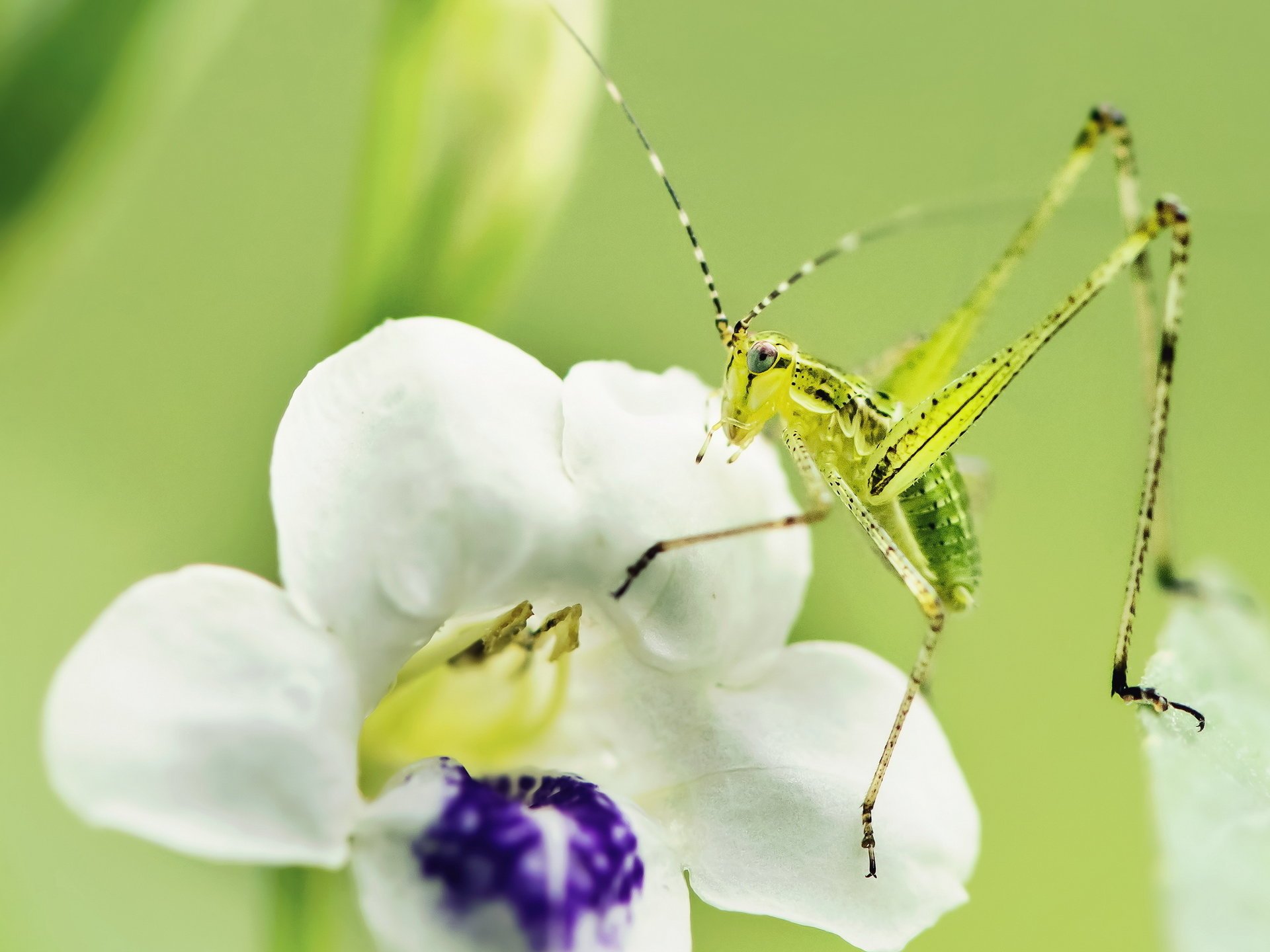 Необычное насекомое салатового цвета На белом цветке