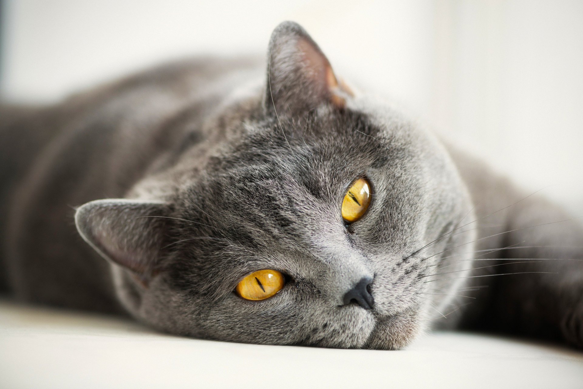 Серая кошка с жёлтыми глазами