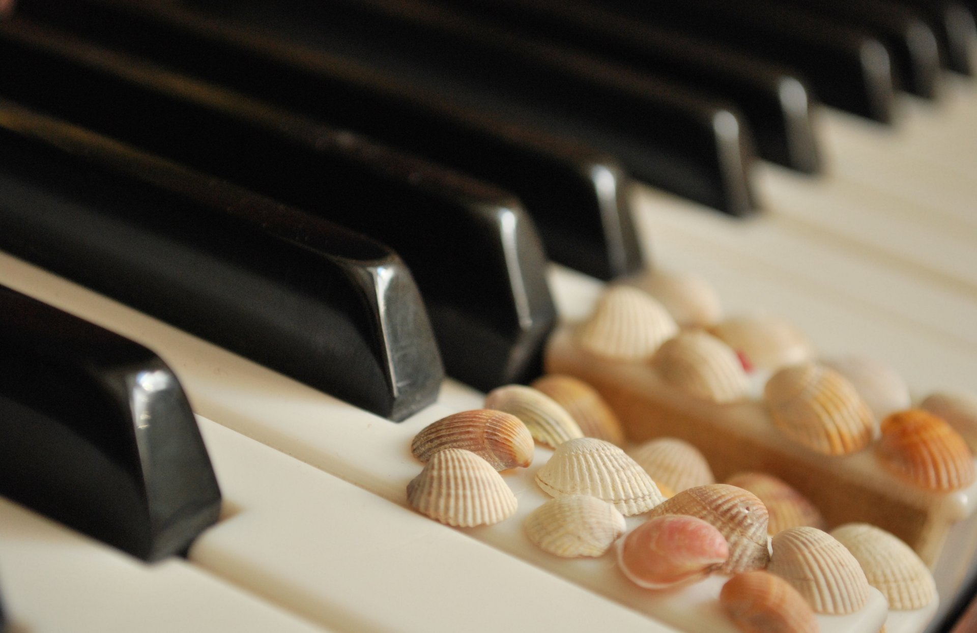 Что общего между клавишами пианино и ракушками?