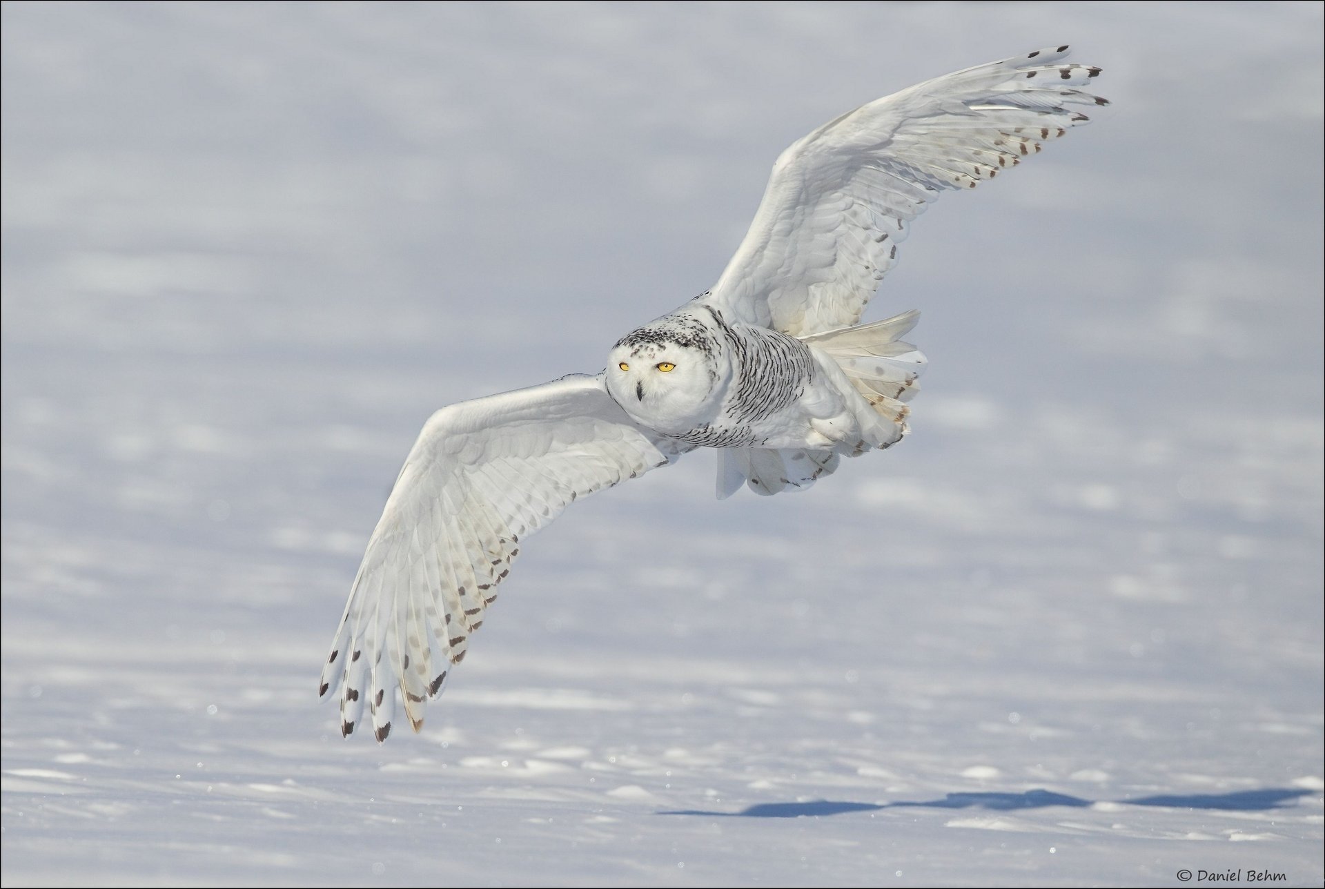 Полярная сова летит на фоне белого снега