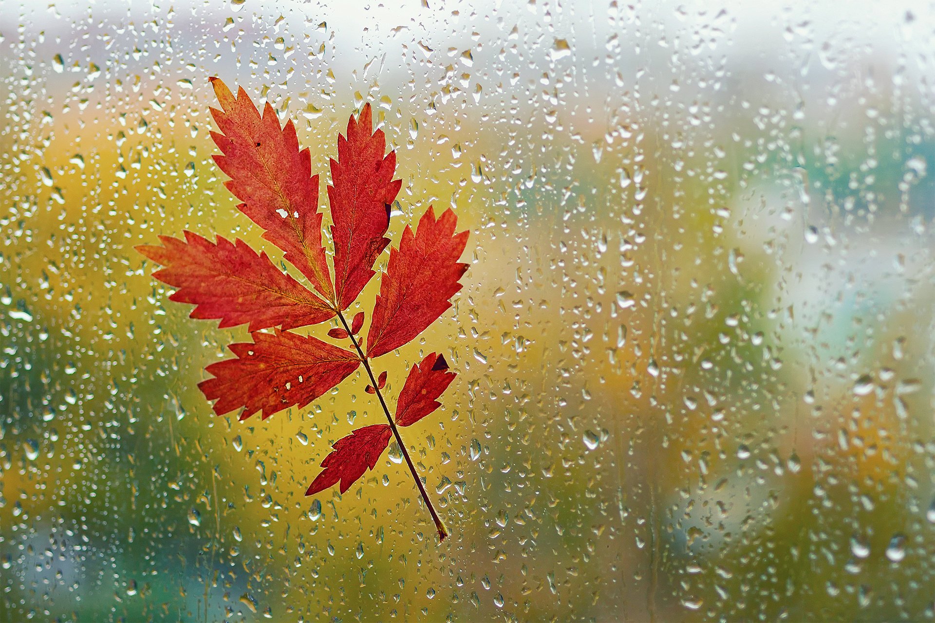 Осенний лист на окне после дождя