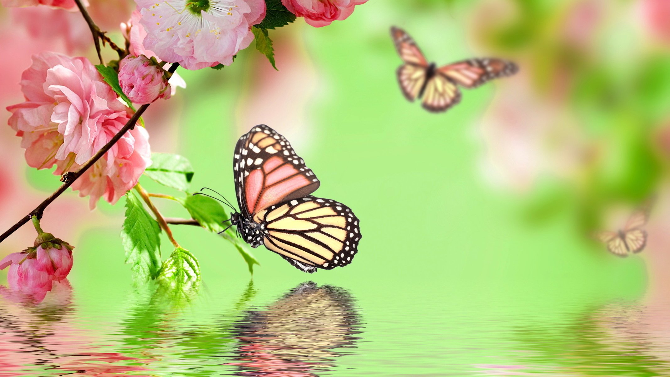 Бабочки и ветка сакуры над водой на зеленом фоне