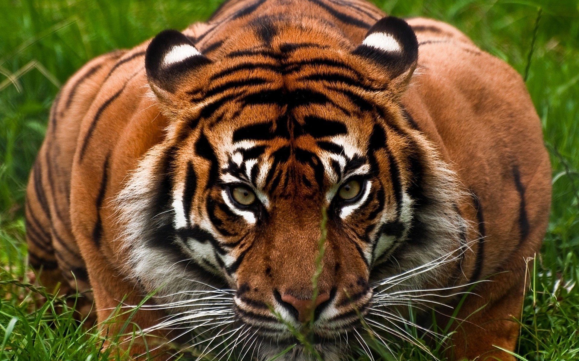 Большой тигр, притаившийся в траве