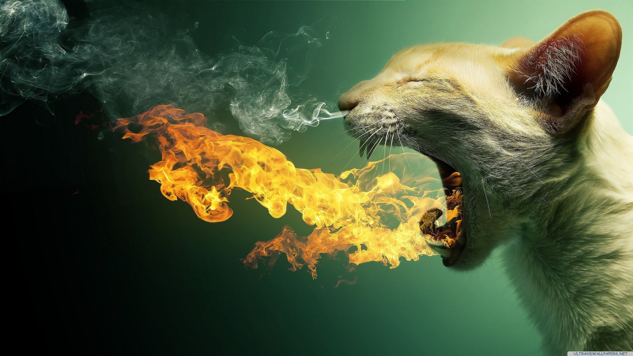 Пламя и дым вместо кошачьего мяуканья