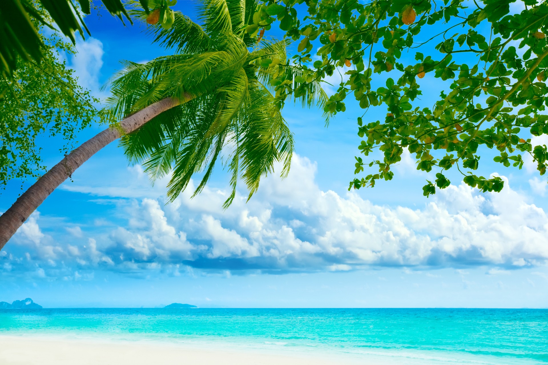 пляж пальма природа берег море