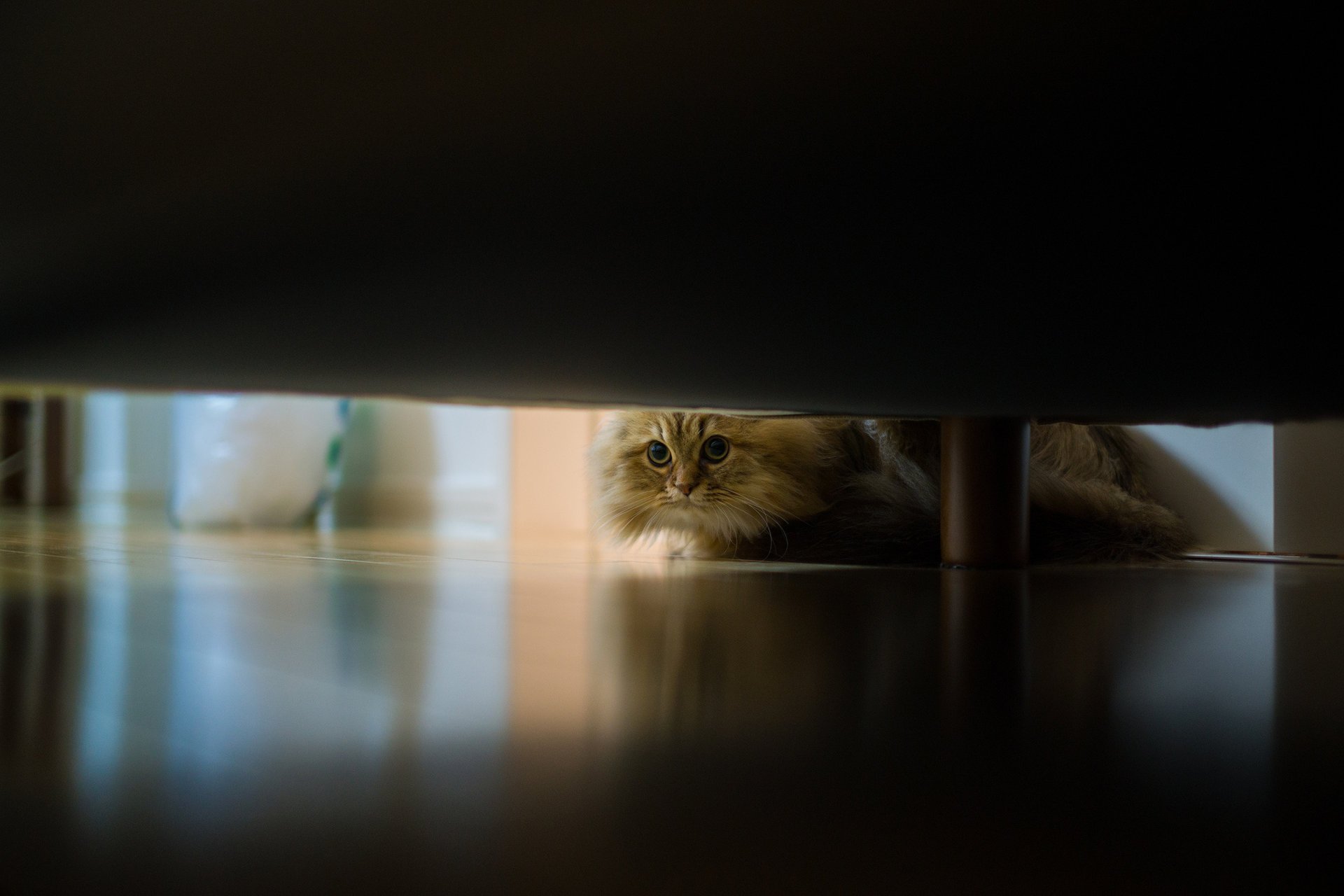 Пушистый кот подглядывает под диван