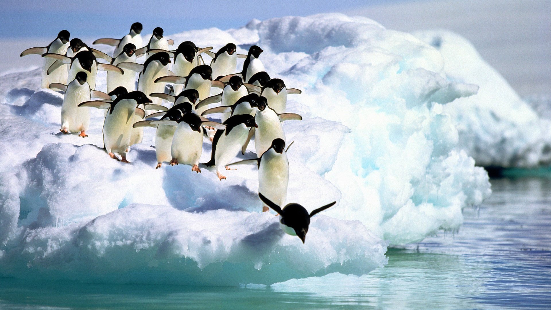 Стая пингвинов прыгает с льдины