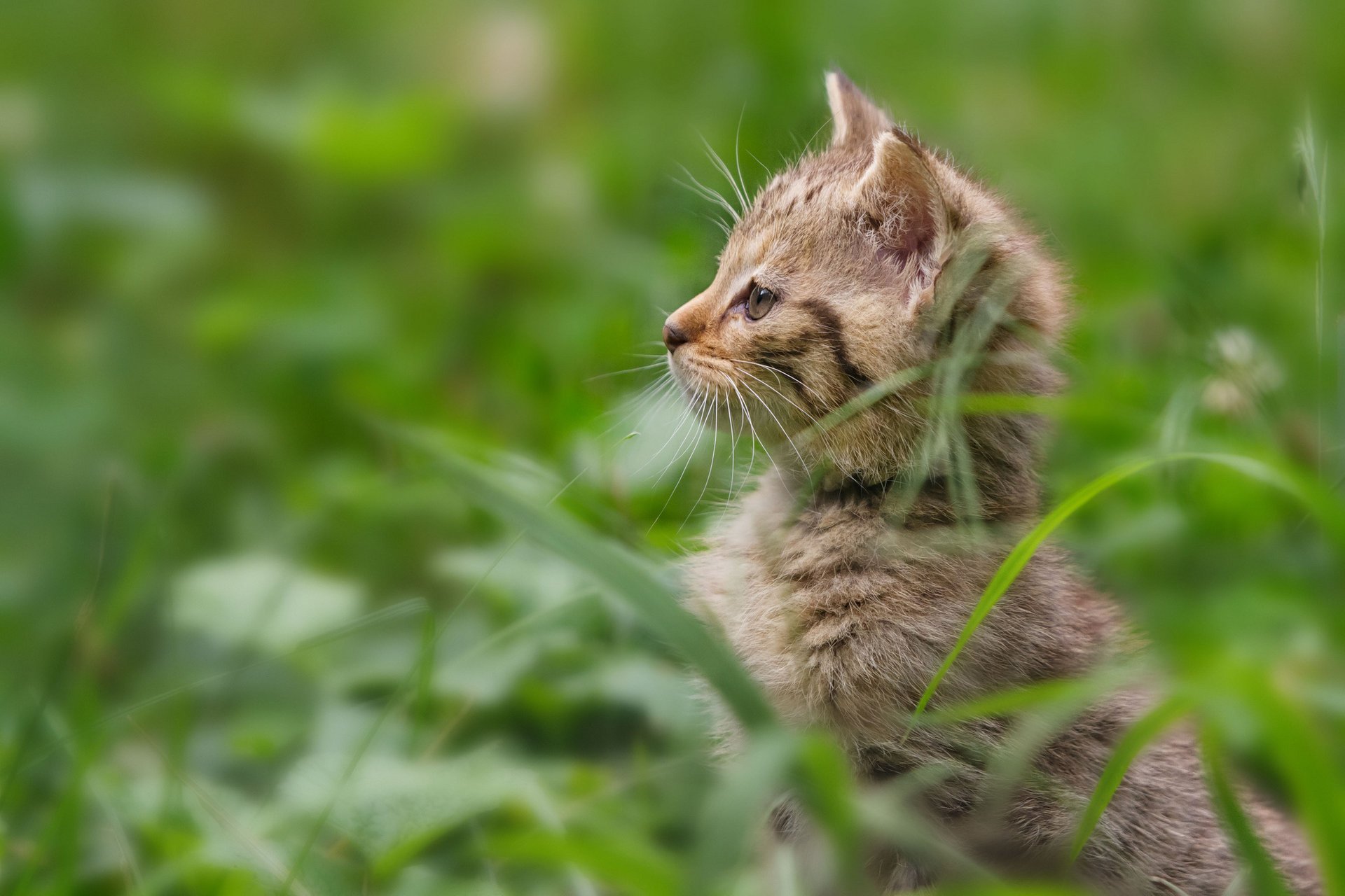 Котенок в траве выглядывает на задних лапах
