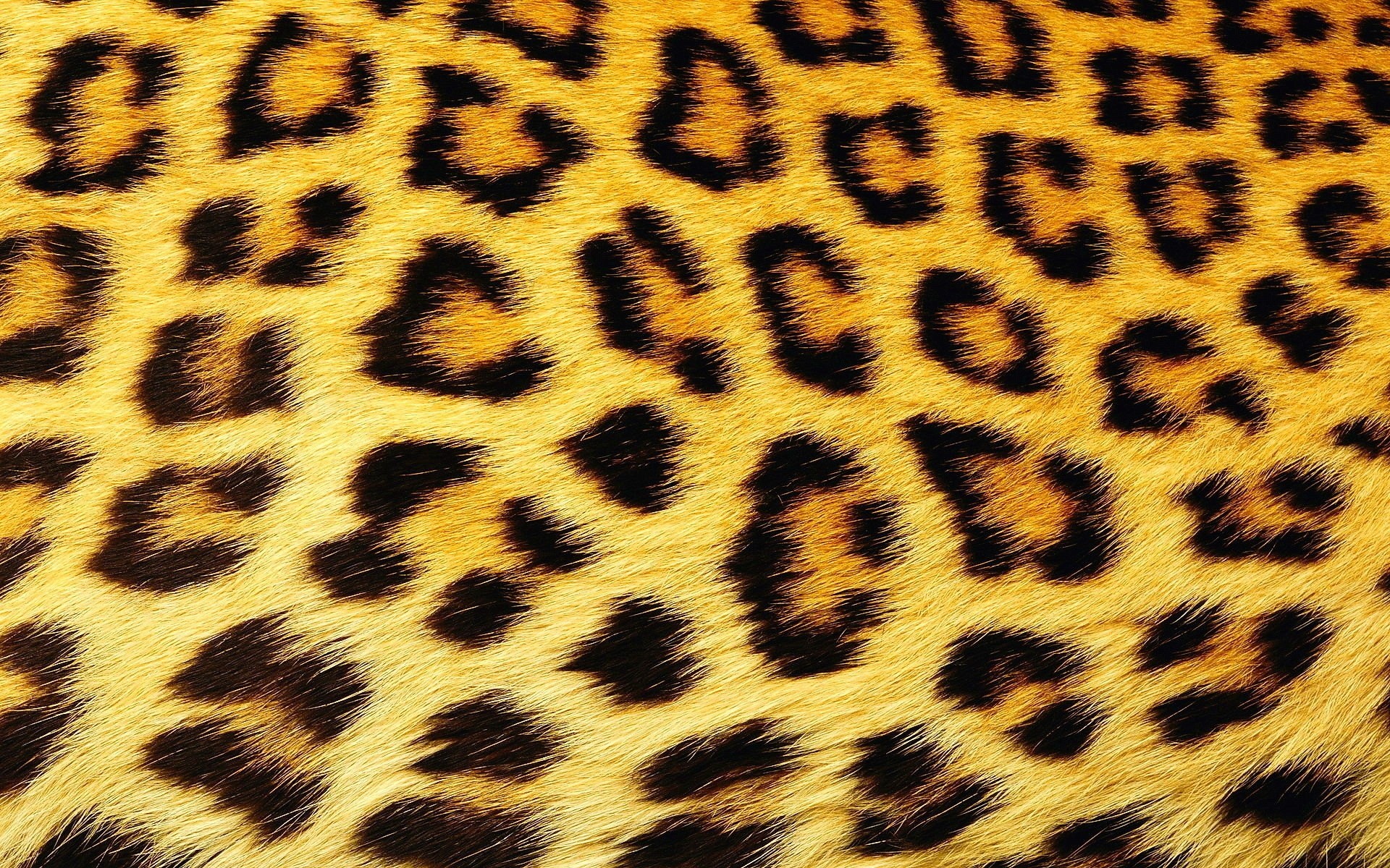 пятна текстура шерсть леопард