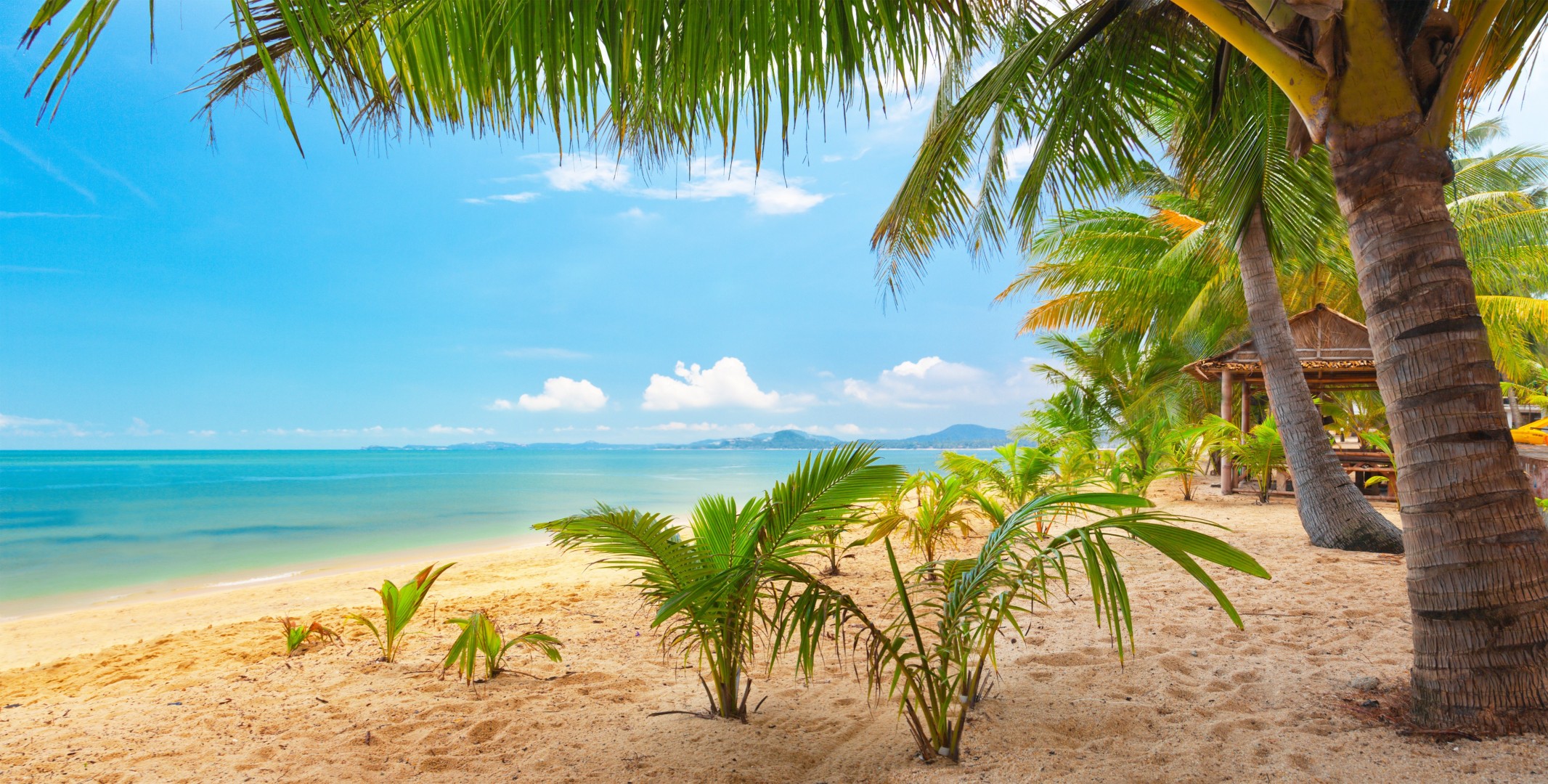 песок небо пальмы тропический природа пейзаж море прекрасный