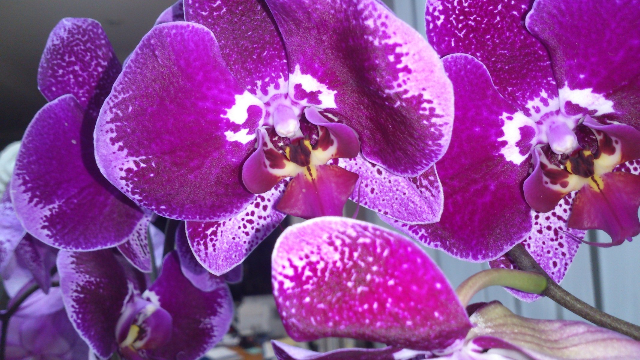 Сиреневый цветок орхидеи крупным планом
