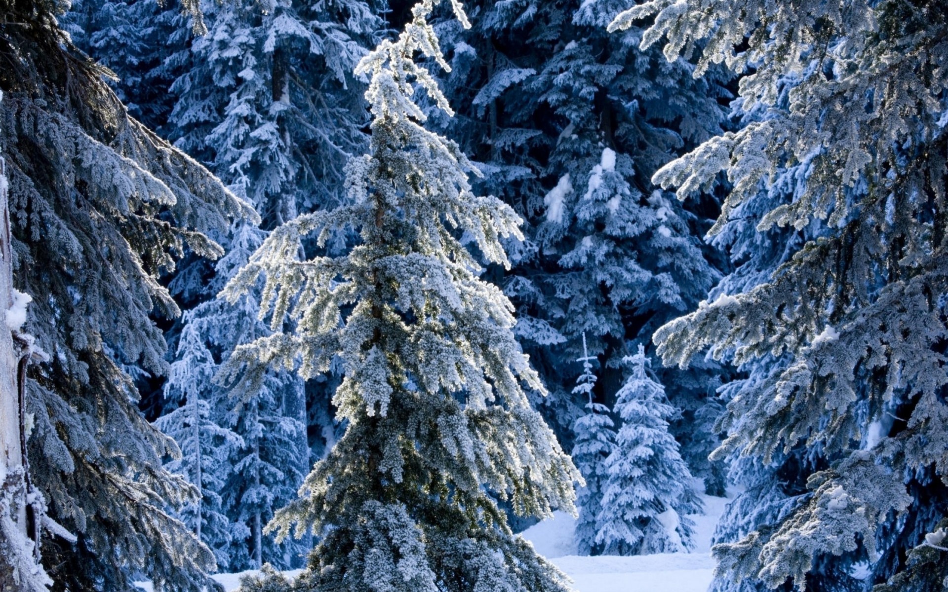 пальмы фея зима лес ель снег сугробы