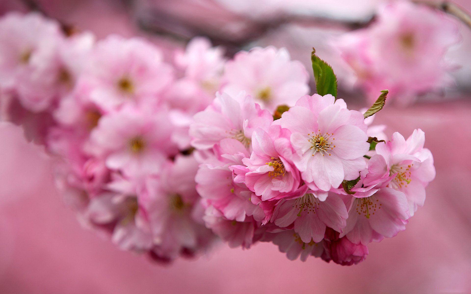 Ветка сакуры : розовые цветы и зелёные листья жёлтая