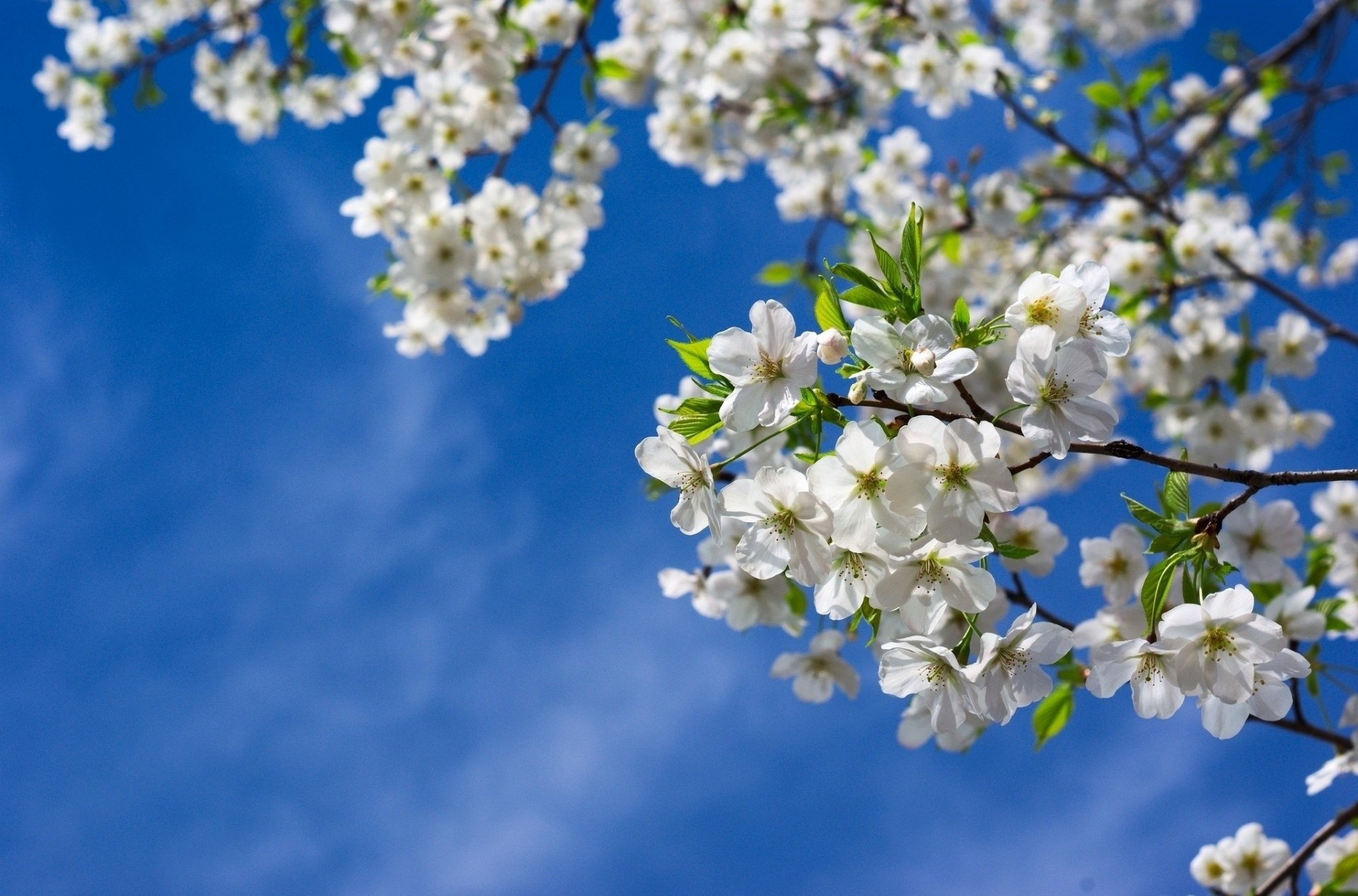 лист небо природа дерево цветы сакура весной филиалы вишни