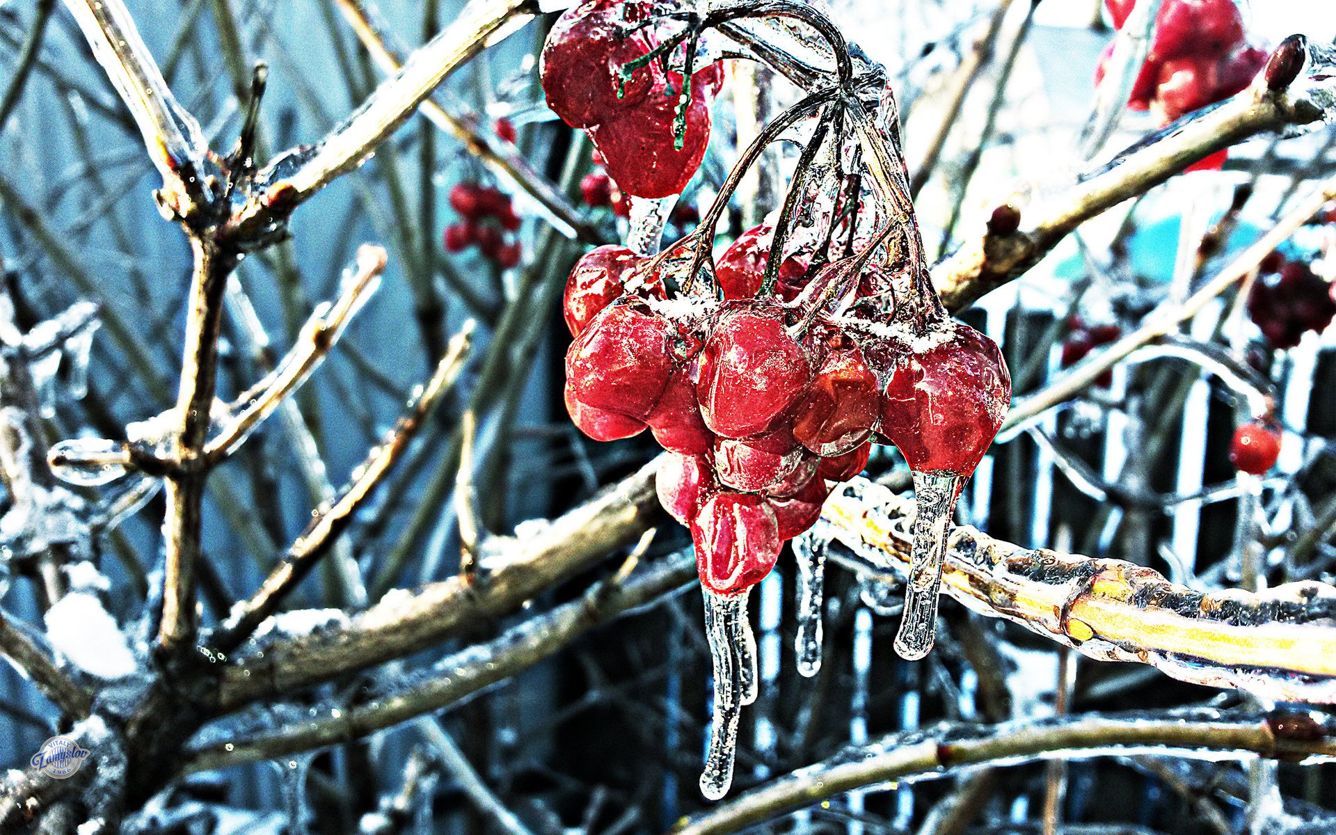 Морозные ягоды калины во льду