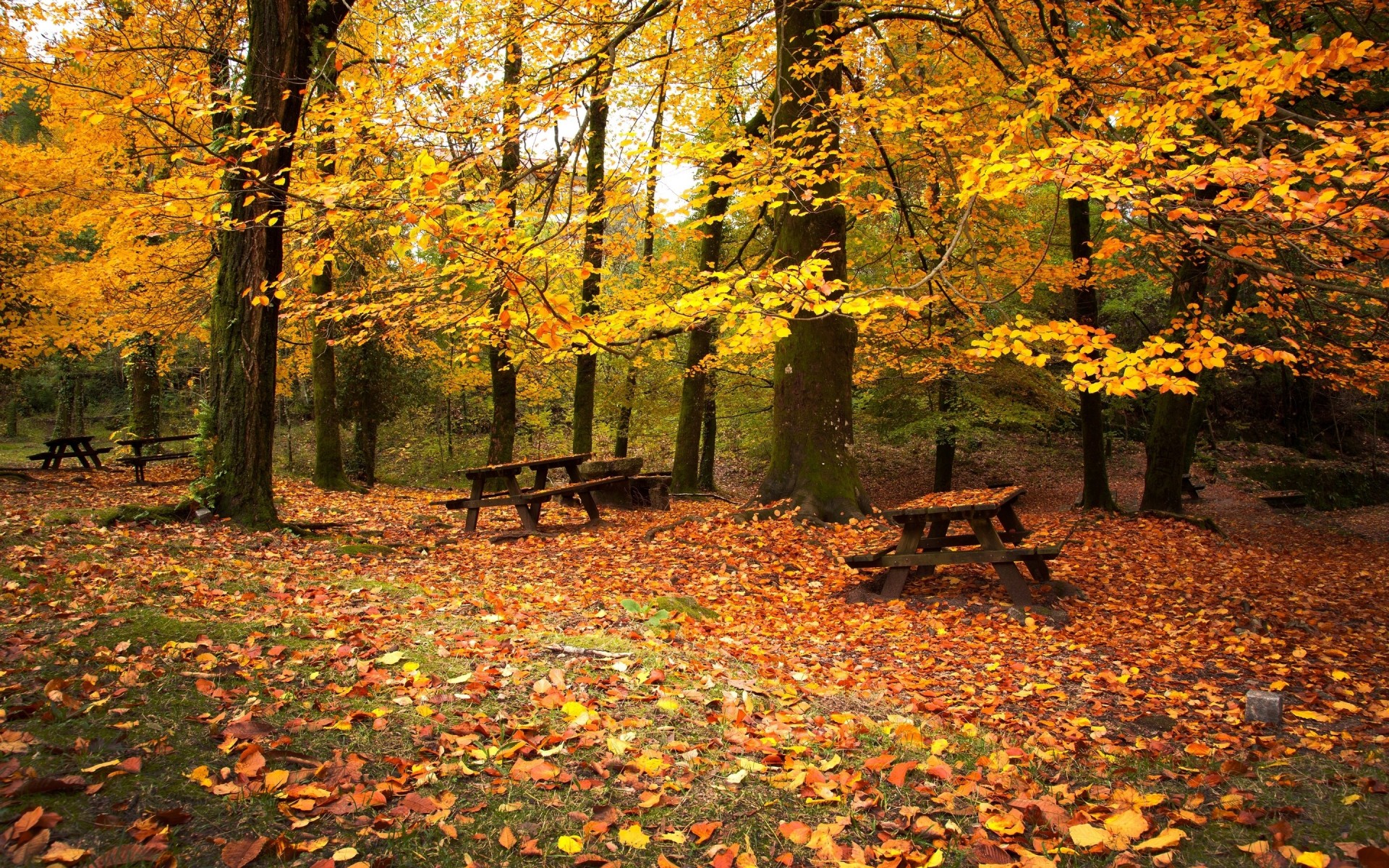 холод пустота листопад пикник осень скамейки октябрь