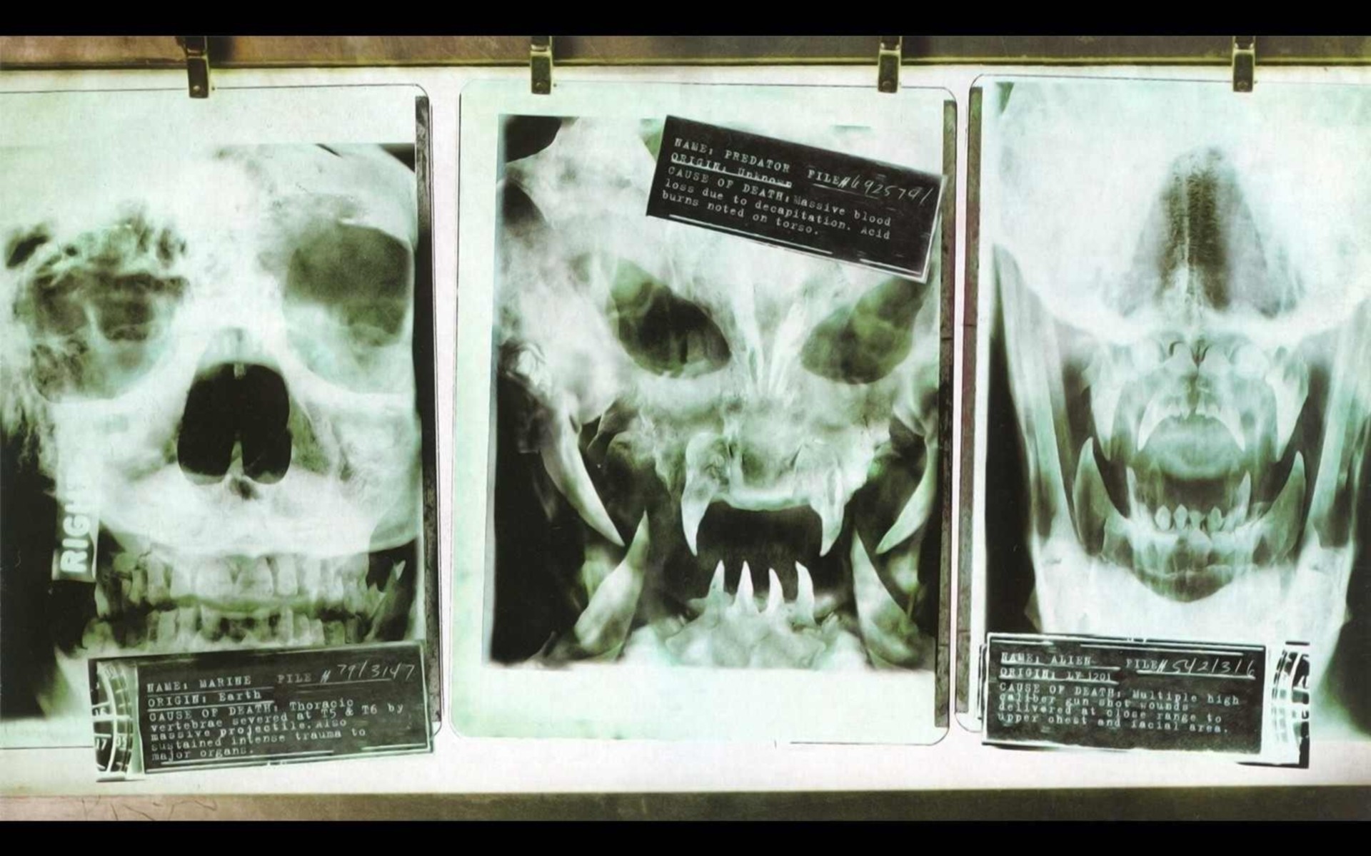 инопланетянка хищник человек таблички мчс рентгеновский снимок чужой
