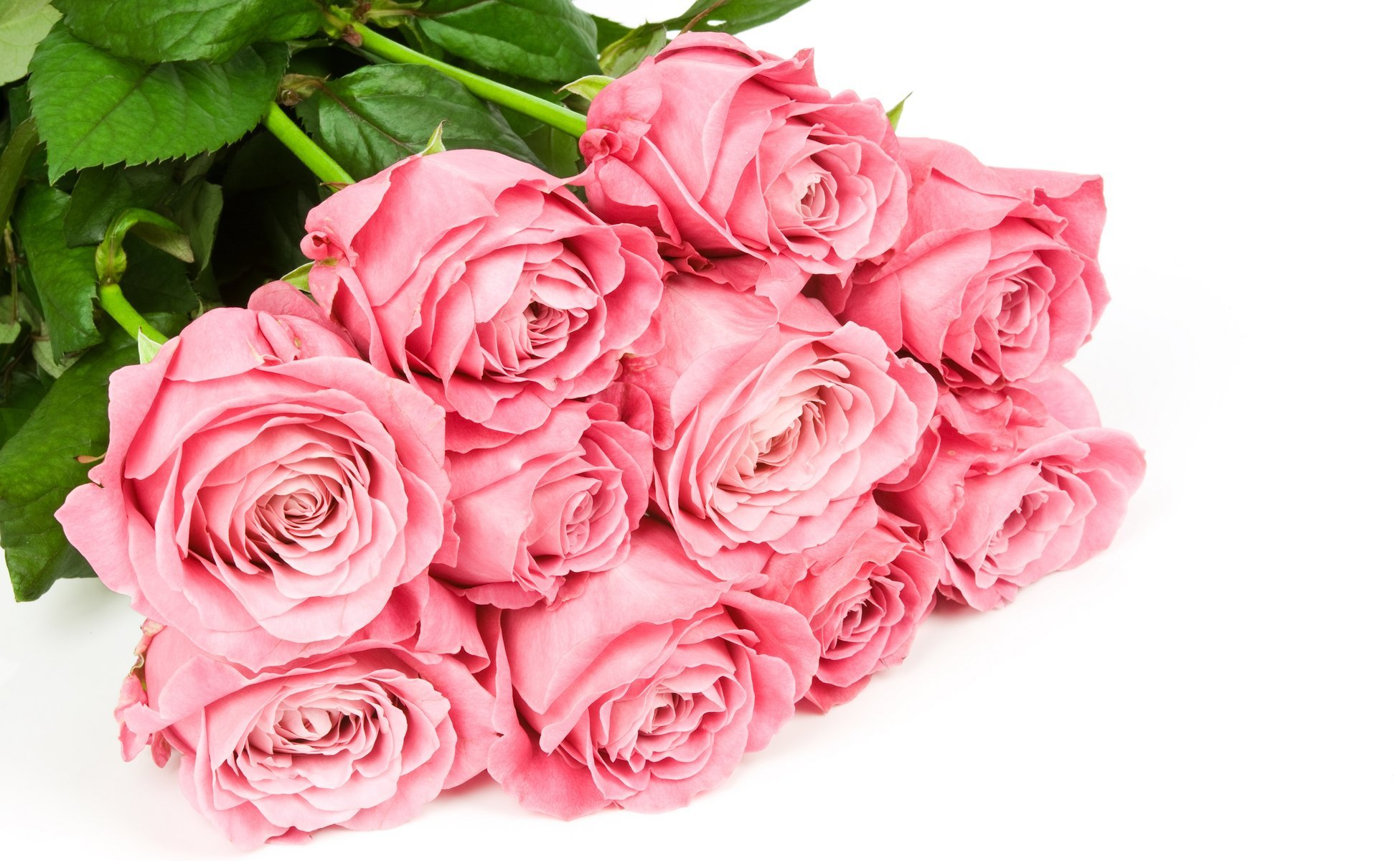 Букет из розовых роз на белом фоне