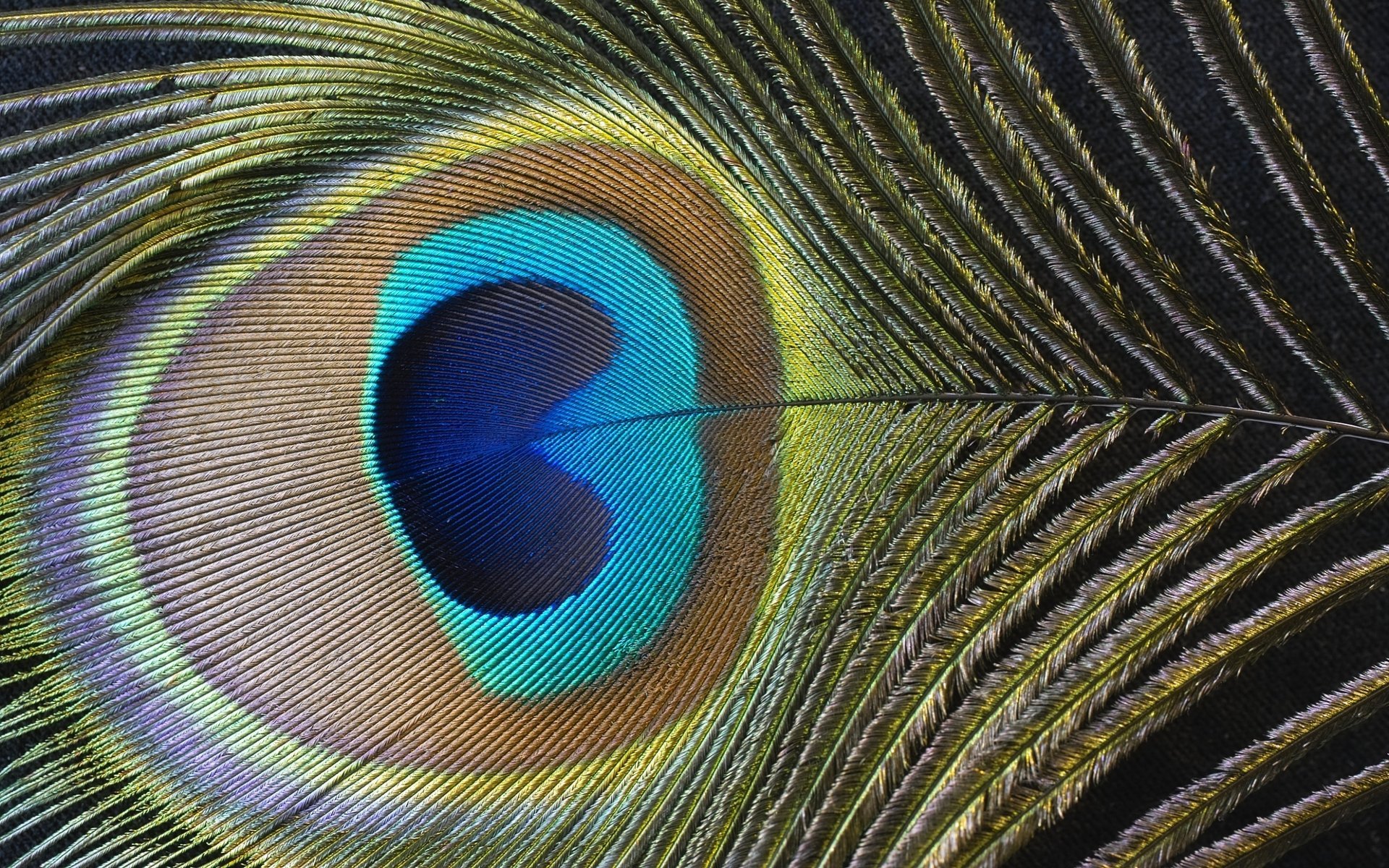 Фрагмент павлиньего пера, голубой, желтый, синий, оранжевый