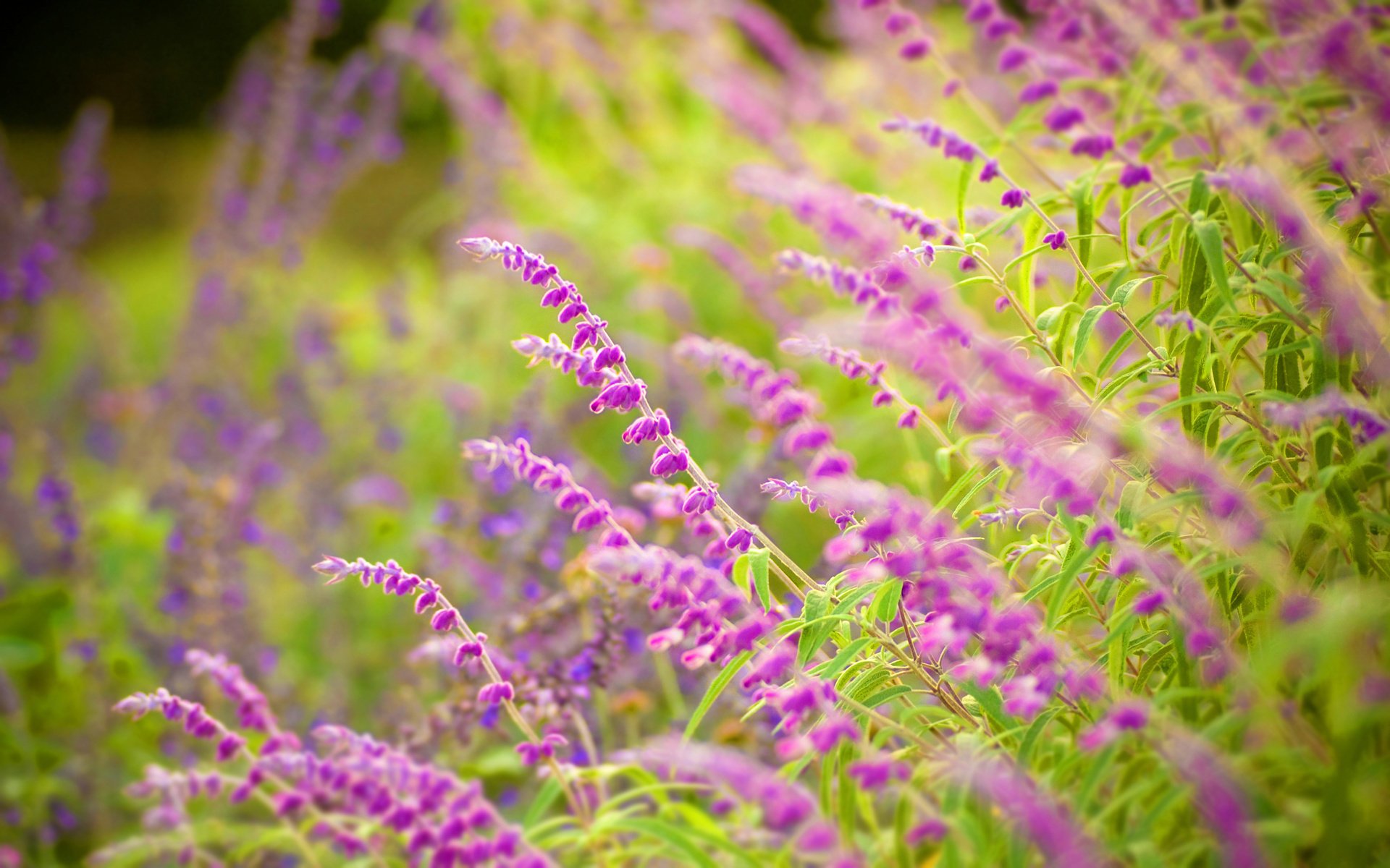 Зарисовки природы: фиолетовые цветы, трава и другая луговая зелень