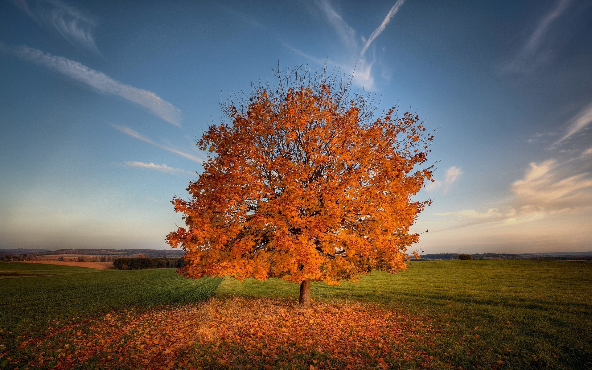 листва тоскана природа дерево поле осень