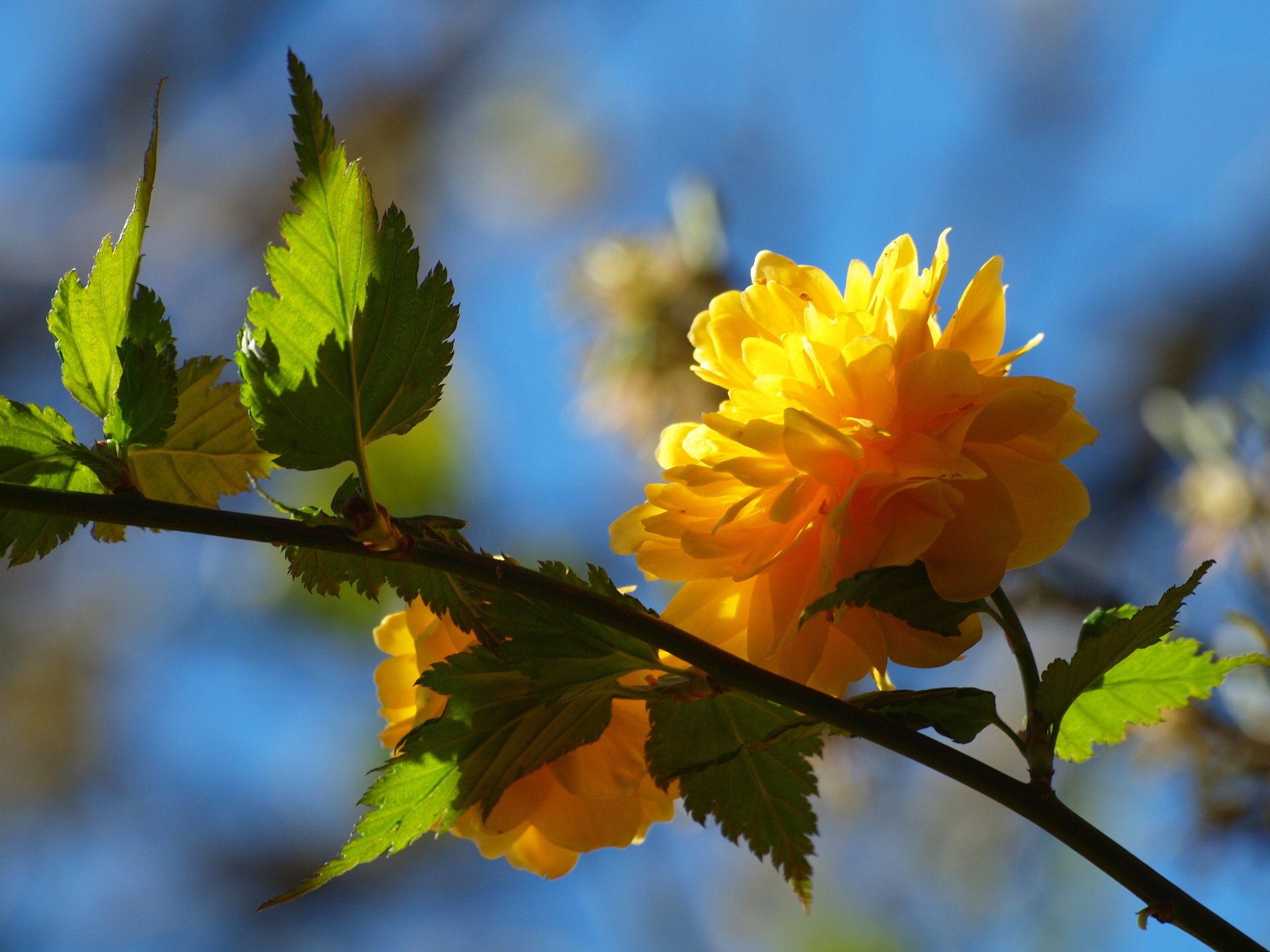 Ветка с желтыми цветами- символ весны и обновления