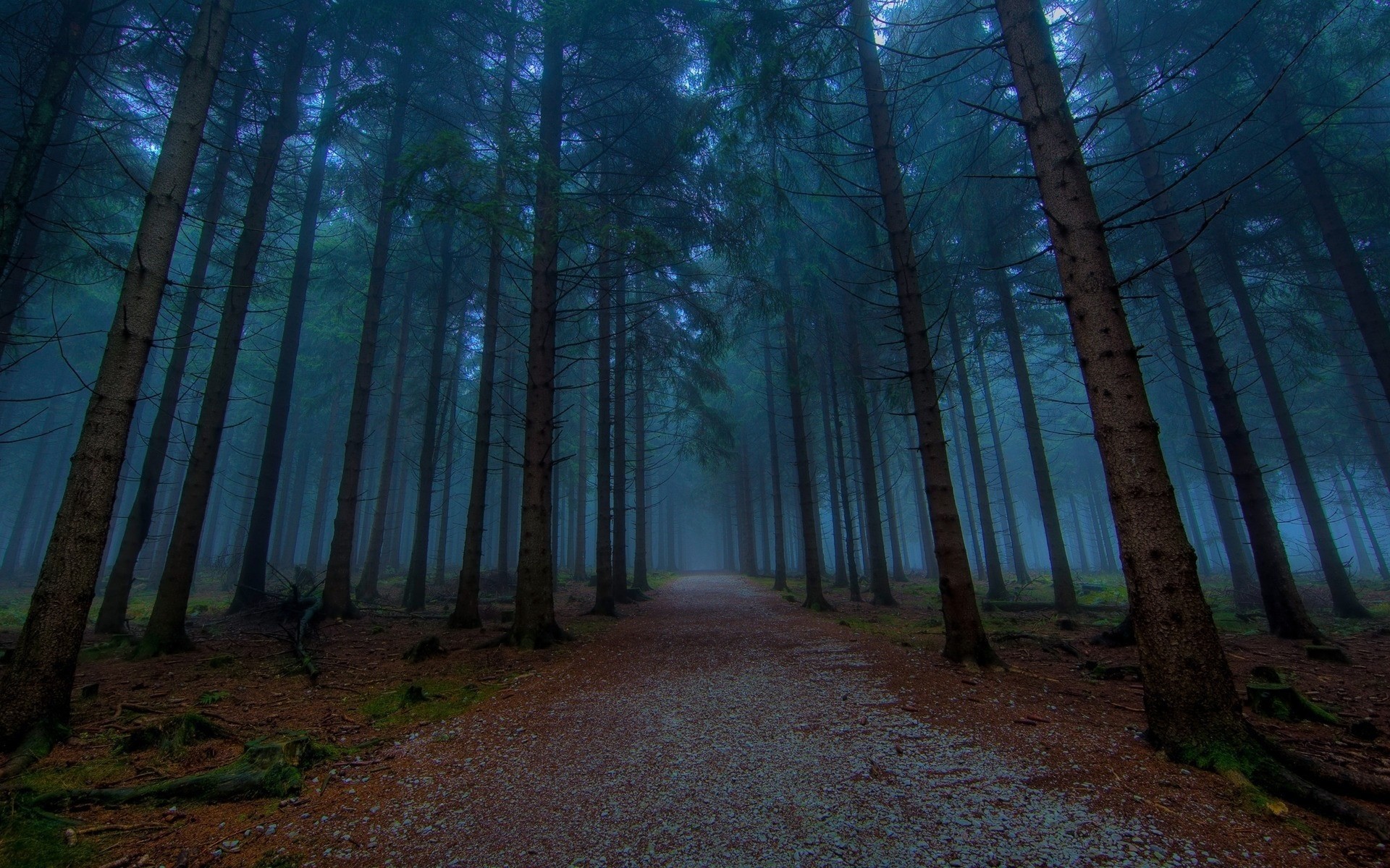 дорога туман лес деревья природа