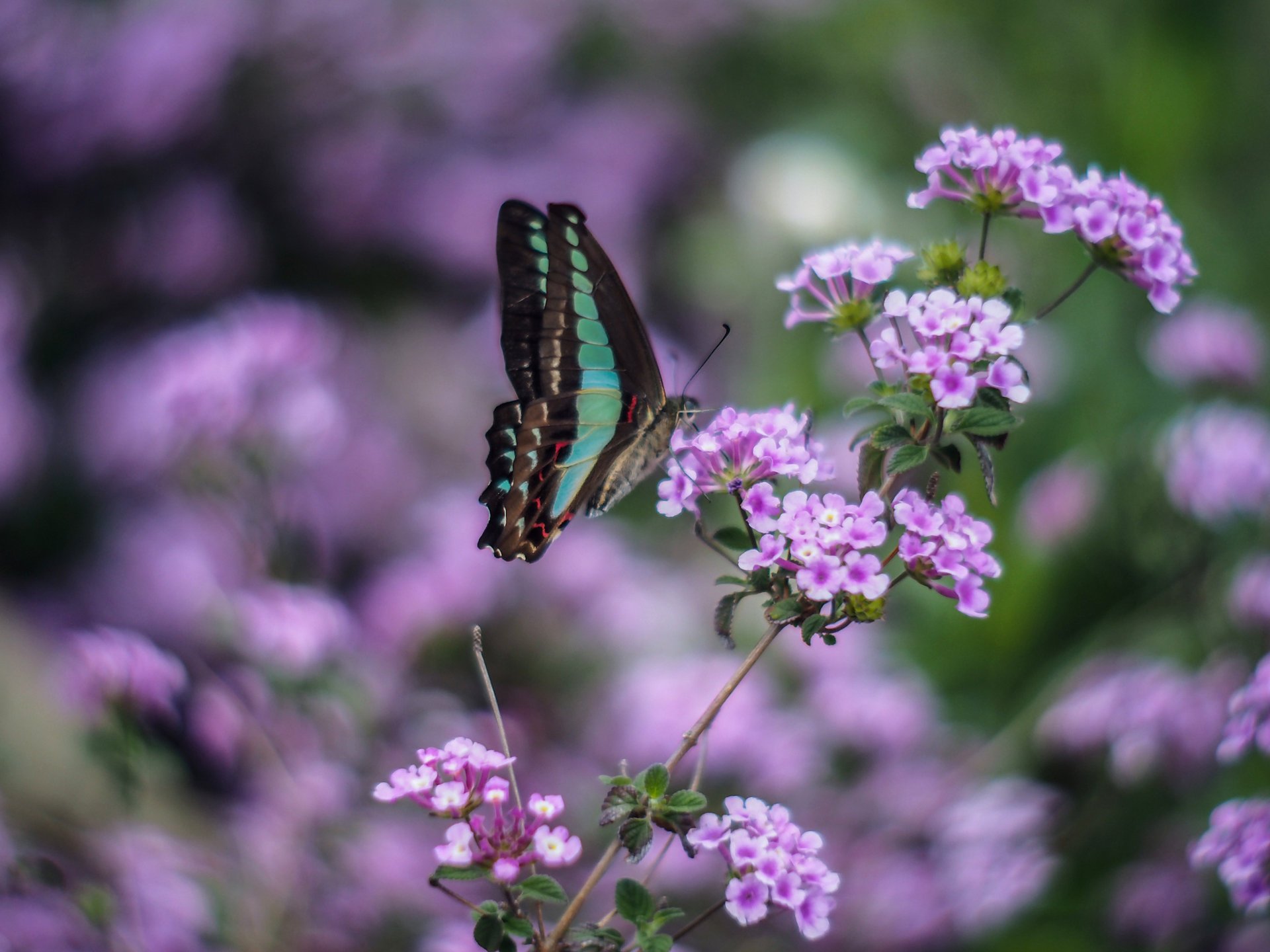 Бабочка с зелеными крыльями сидит на сиреневом цветке в поле