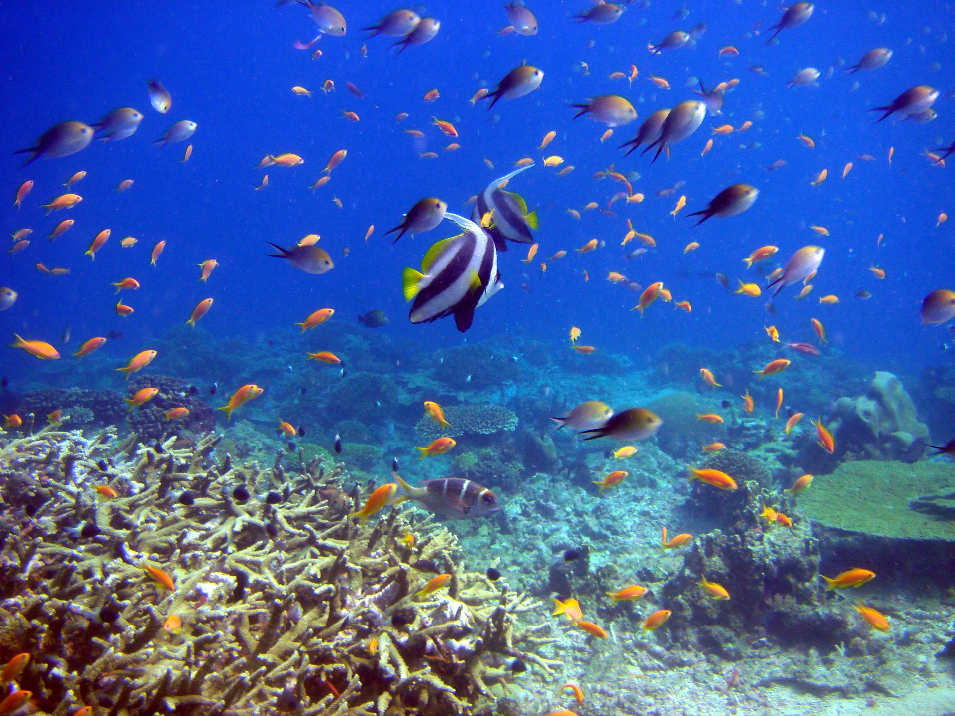 Тропические рыбки плавают под водой среди кораллов и рифов