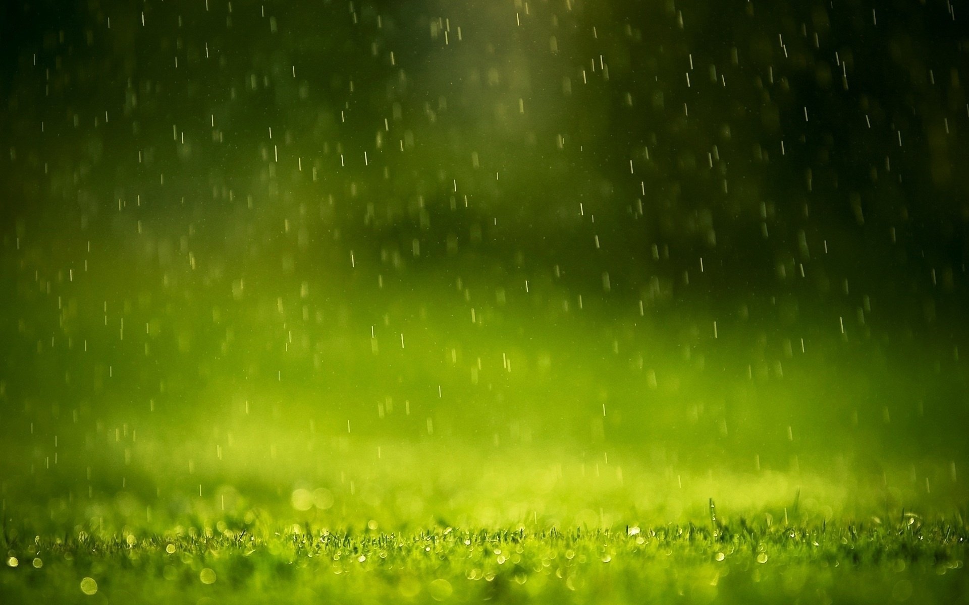 Дождь капельки , вода, трава , резкость