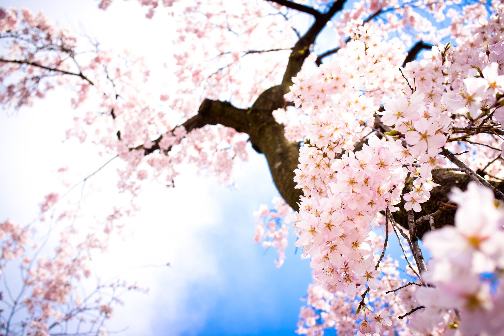 Весеннее небо на фоне цветов сакуры