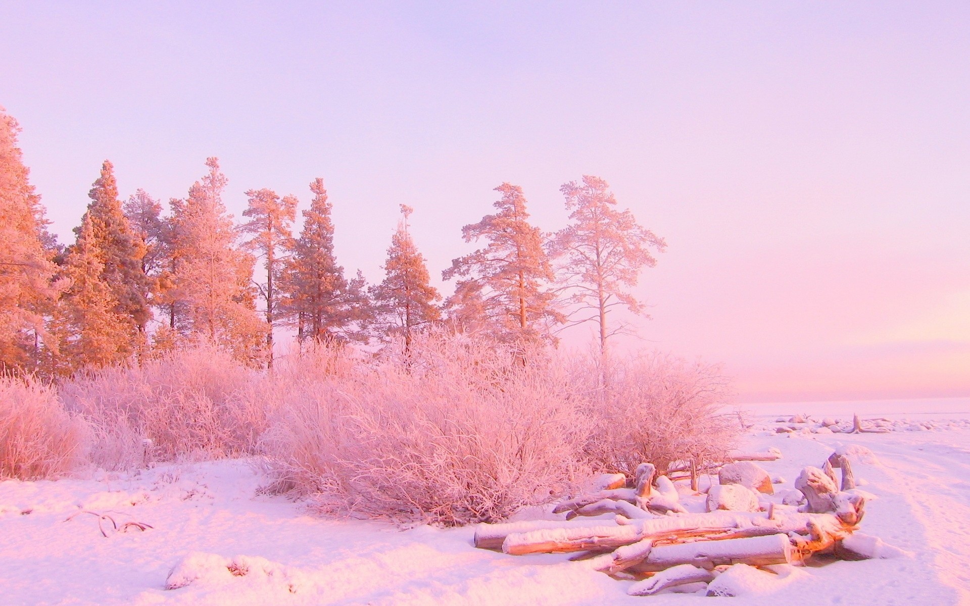 цвета деревья снег зима