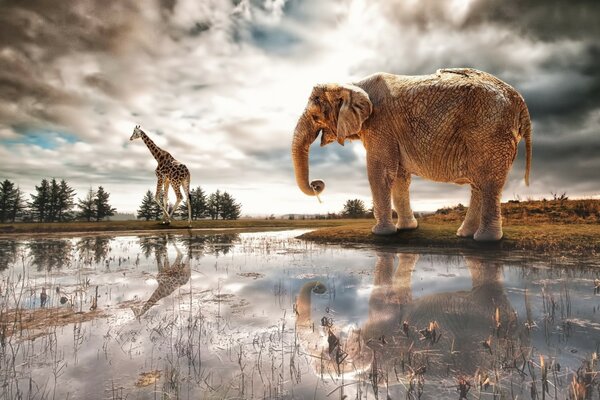 Фото жираф на водопое