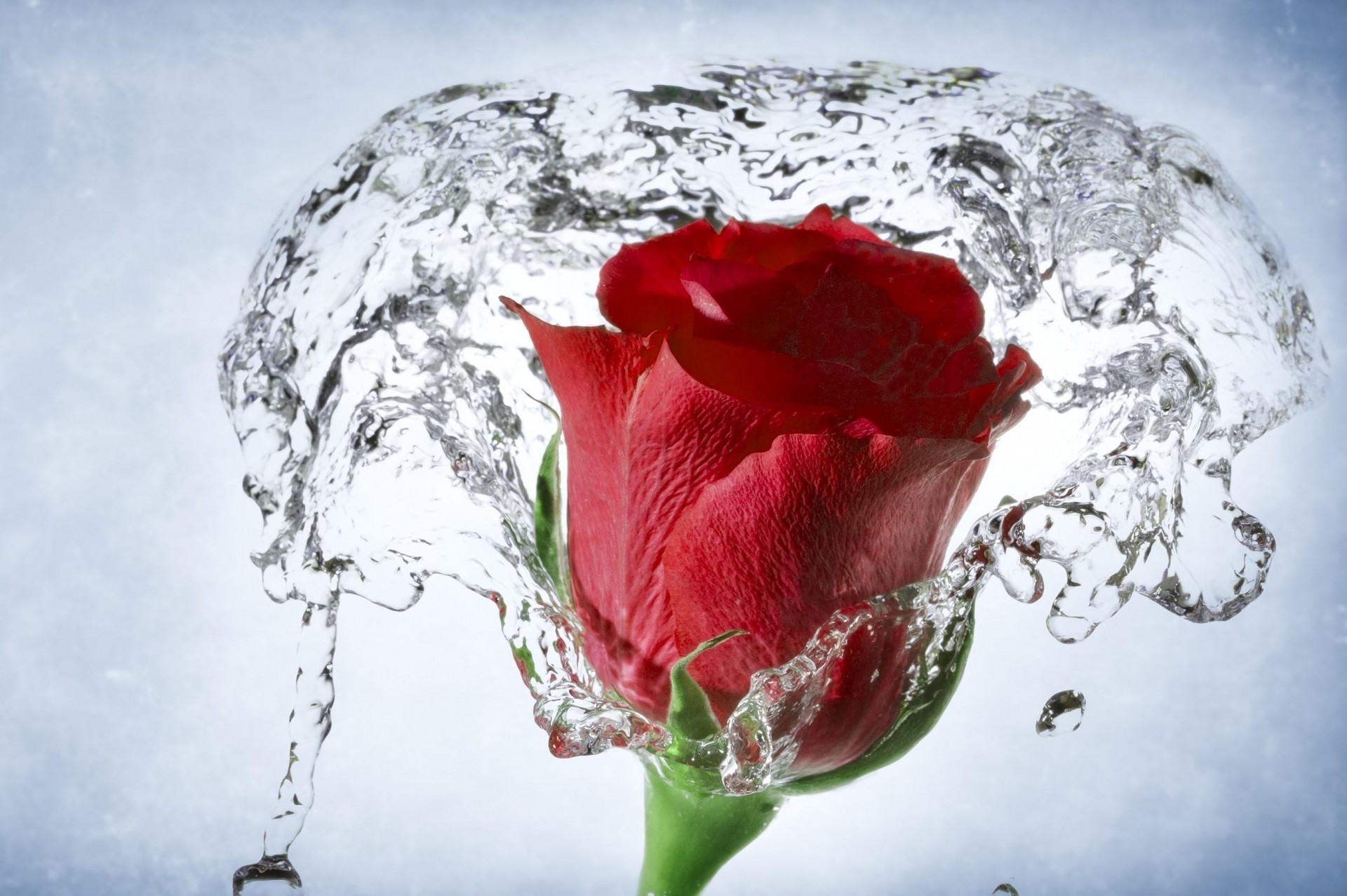 роза вода макро баллончик бутон