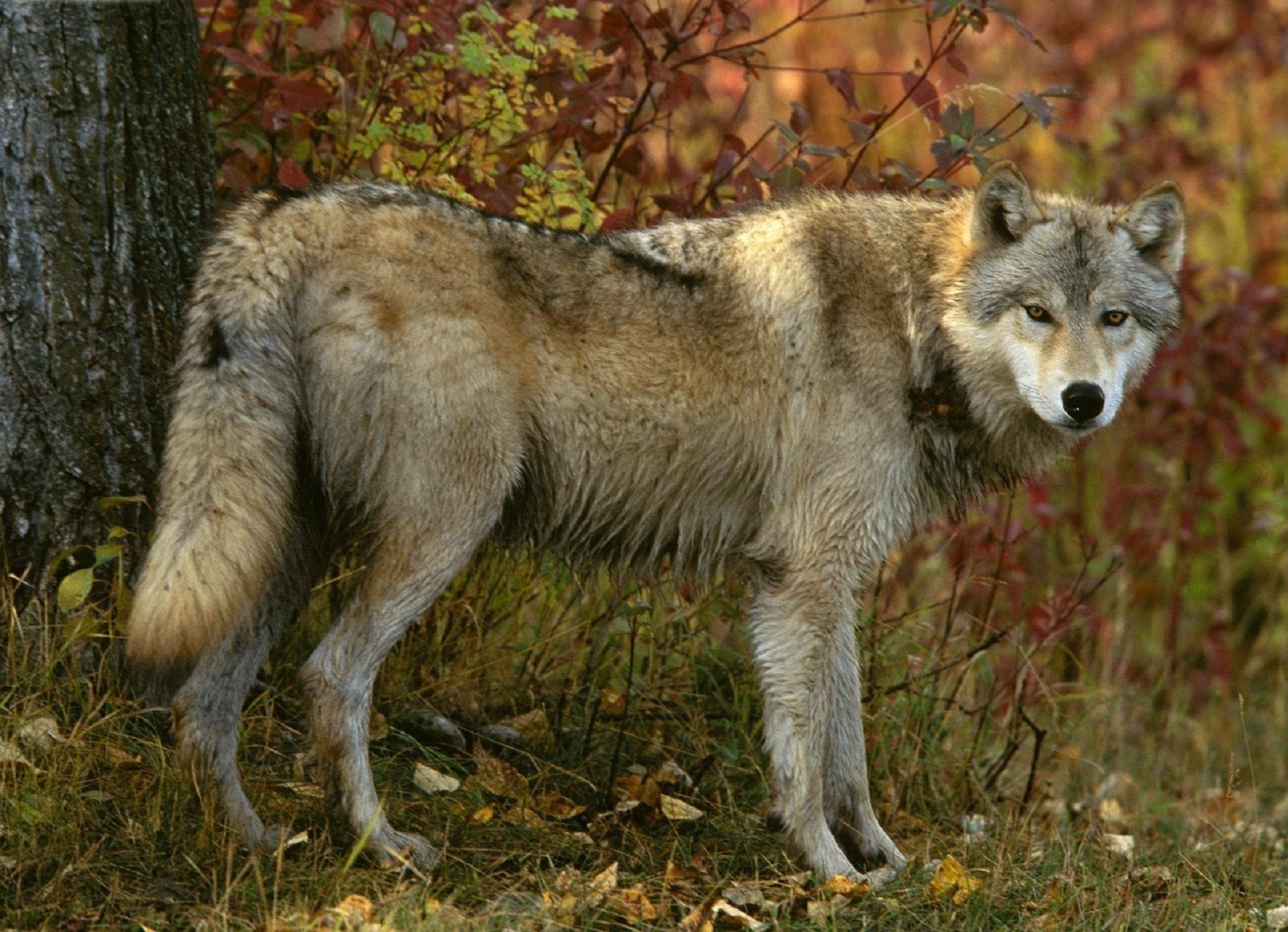 Серый волк в осеннем лесу