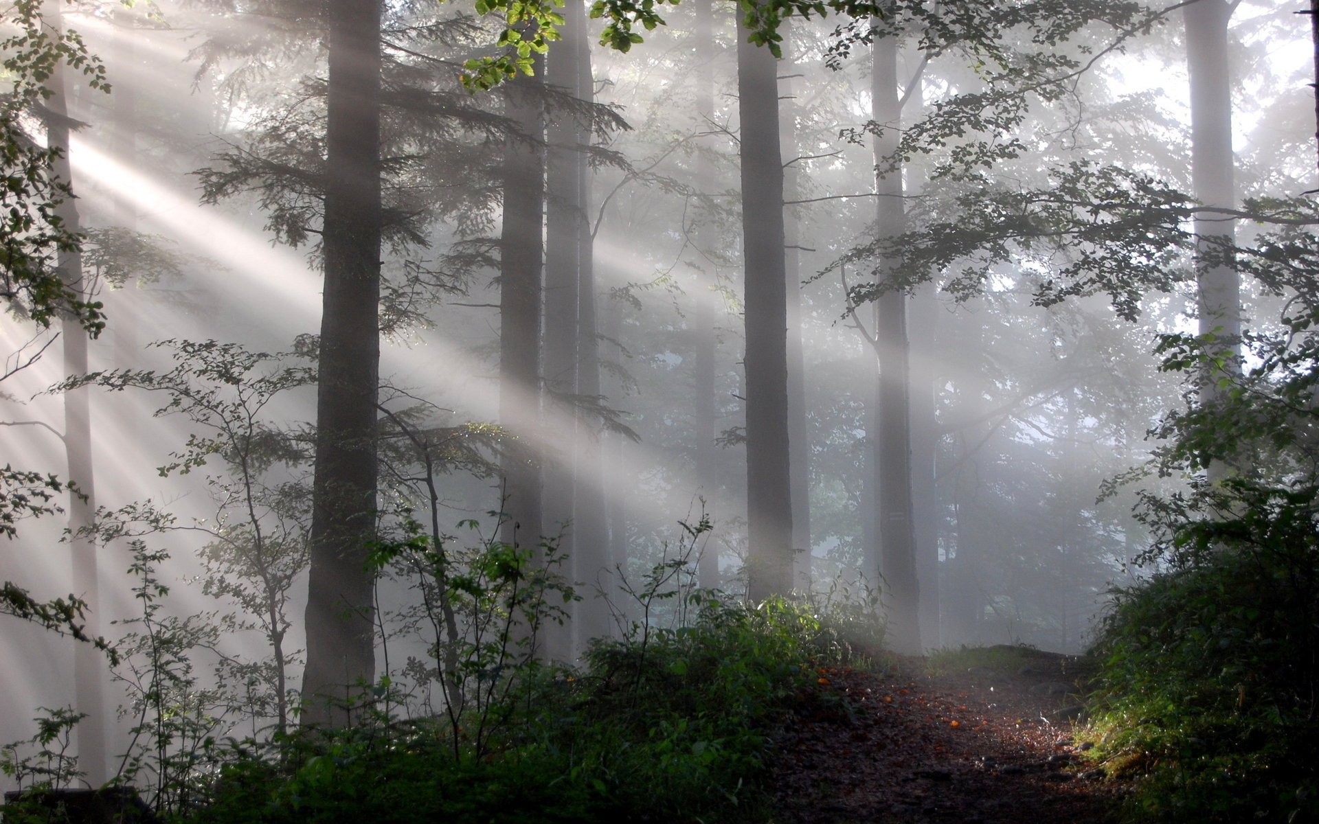 Солнечные лучи пробиваются через лес