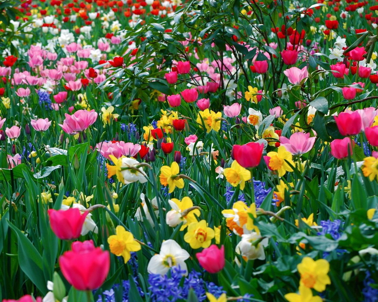 Весеннее поле тюльпанов и нарциссов