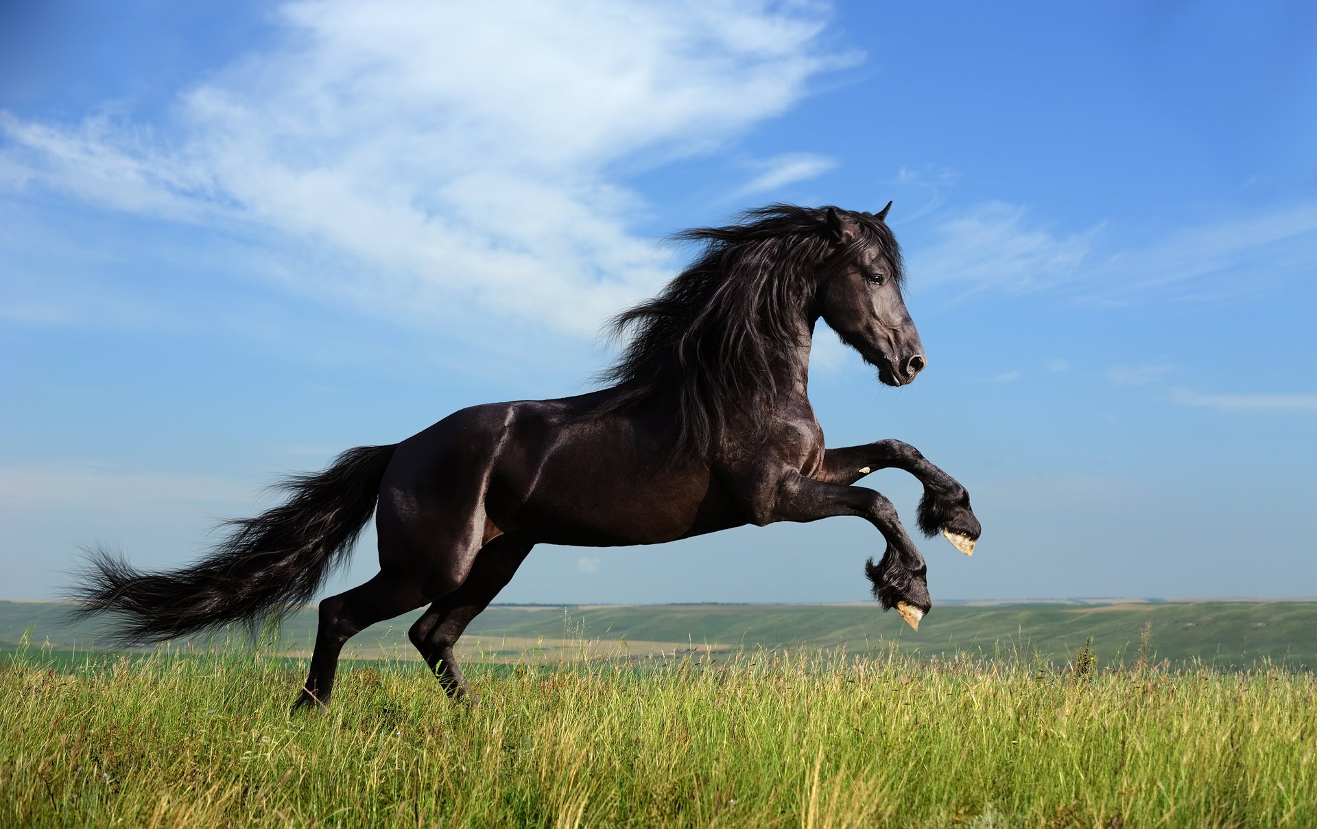 Лошадь с густой гривой скачет по зелёной траве